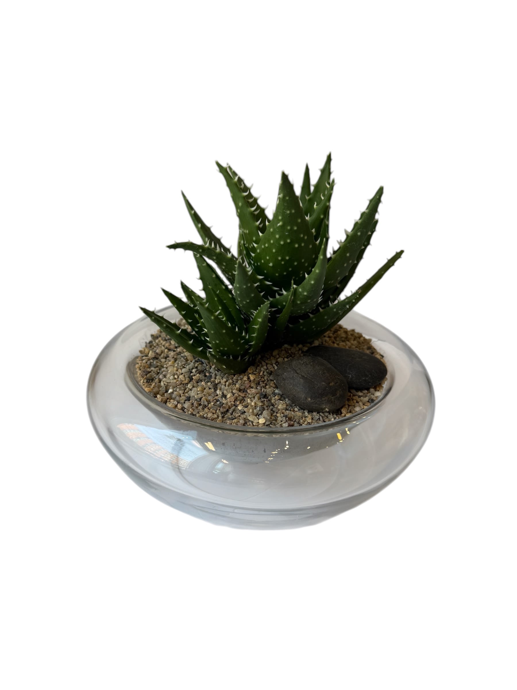 Spider Aloe Vera Plant  - Spider aloe vera plant potted in a glass pot with natural rocks and small black rocks for deco.   This glass pot measurements are 8"x 3.5"