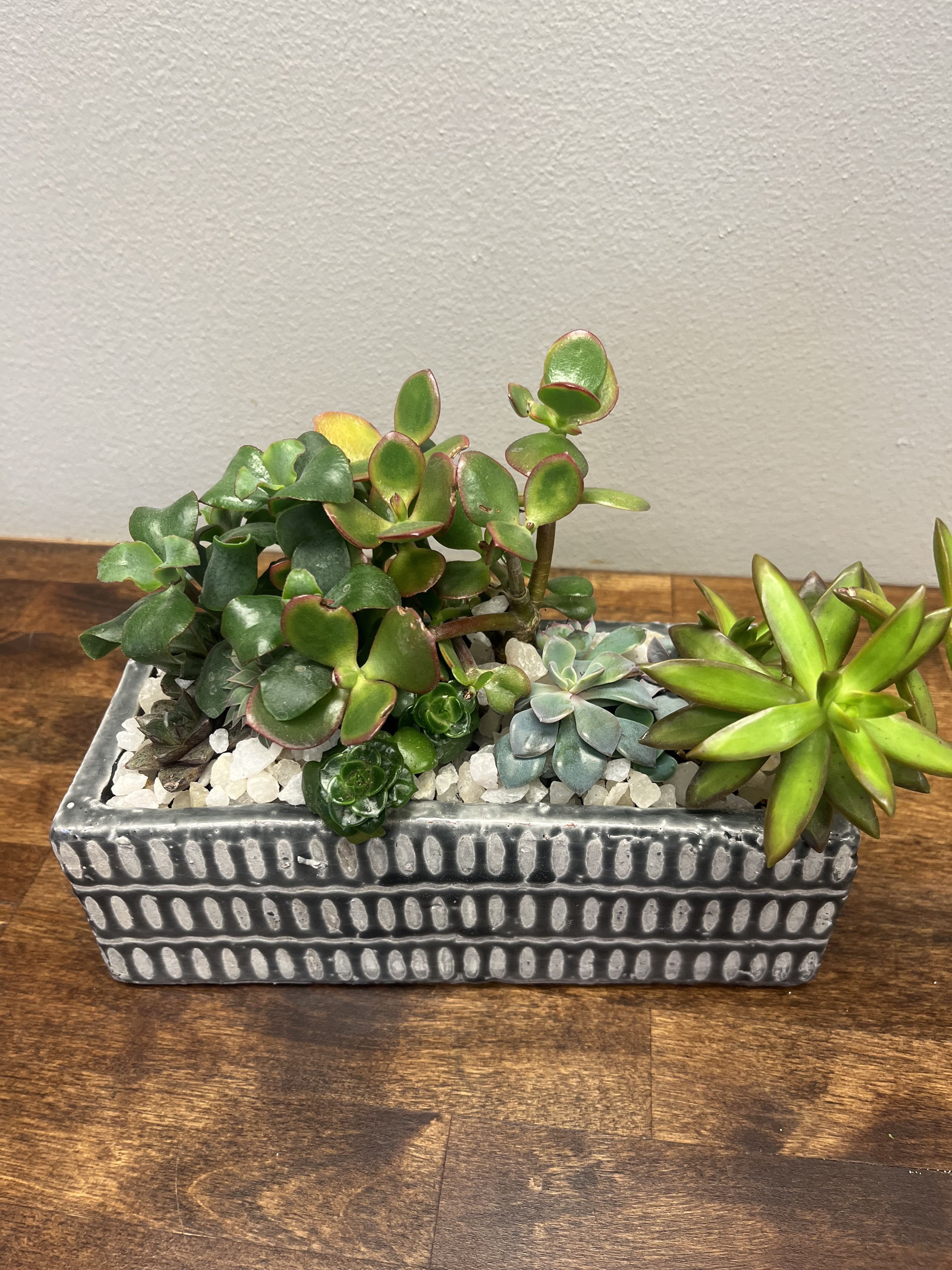 Succulent arrangement in a rectangular ceramic planter