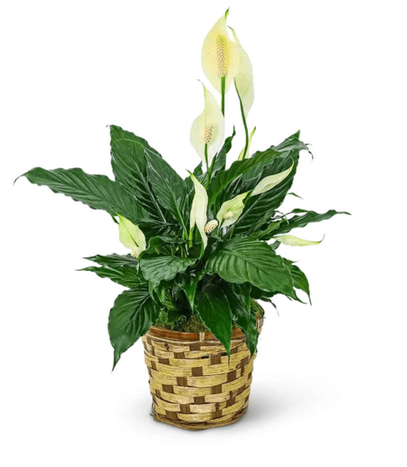 Potted peace lily with white blooms in a woven basket