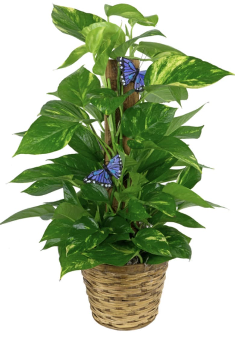 Potted green houseplant in a woven basket with blue butterfly accents