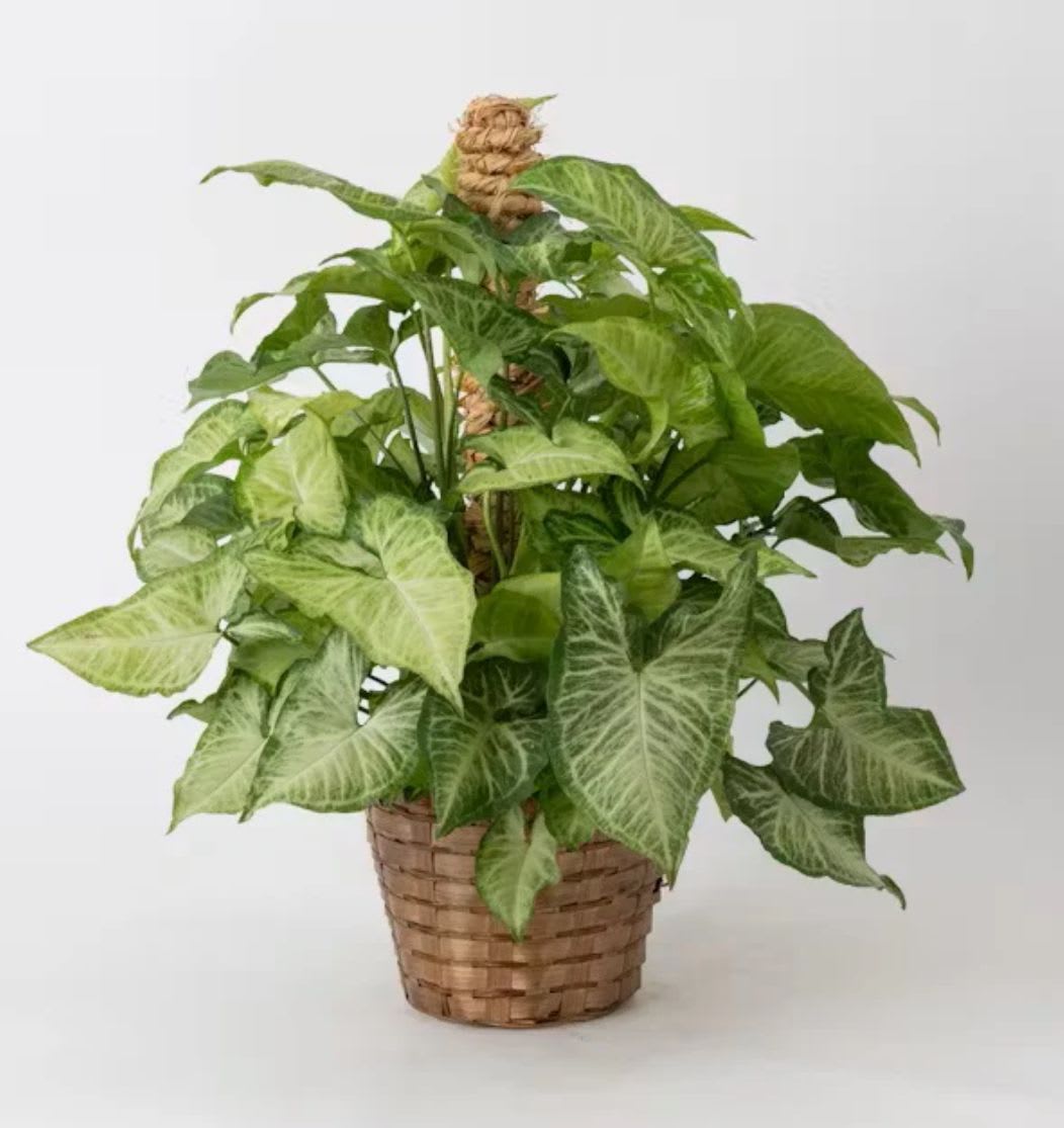 Potted green houseplant in a woven basket