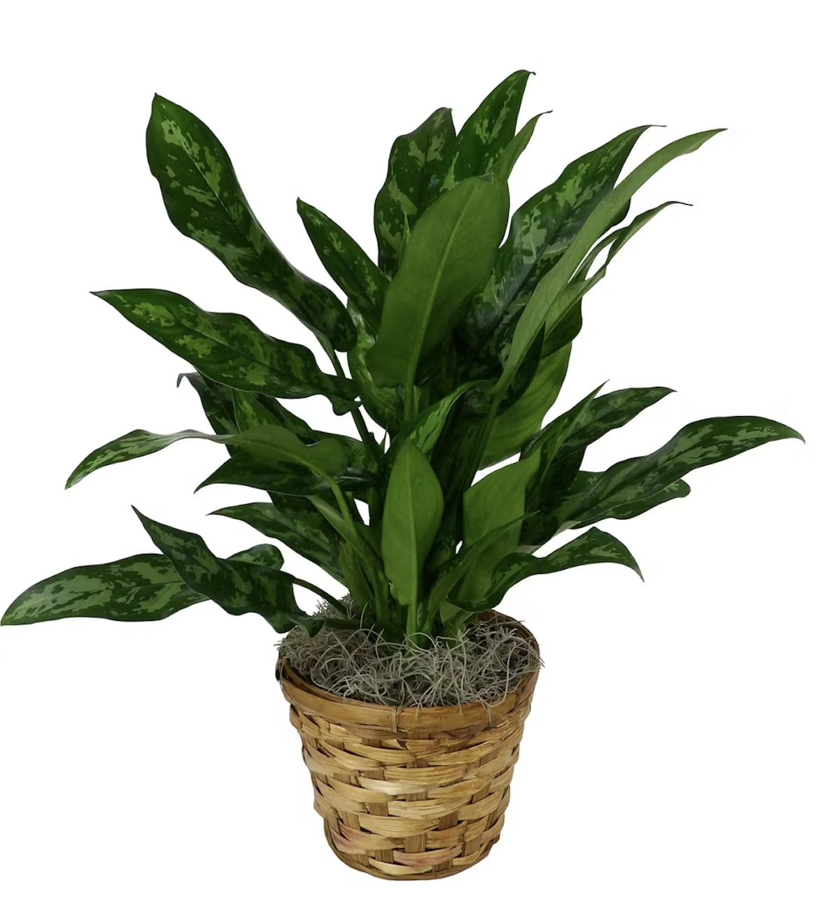 Potted green houseplant in a woven basket planter