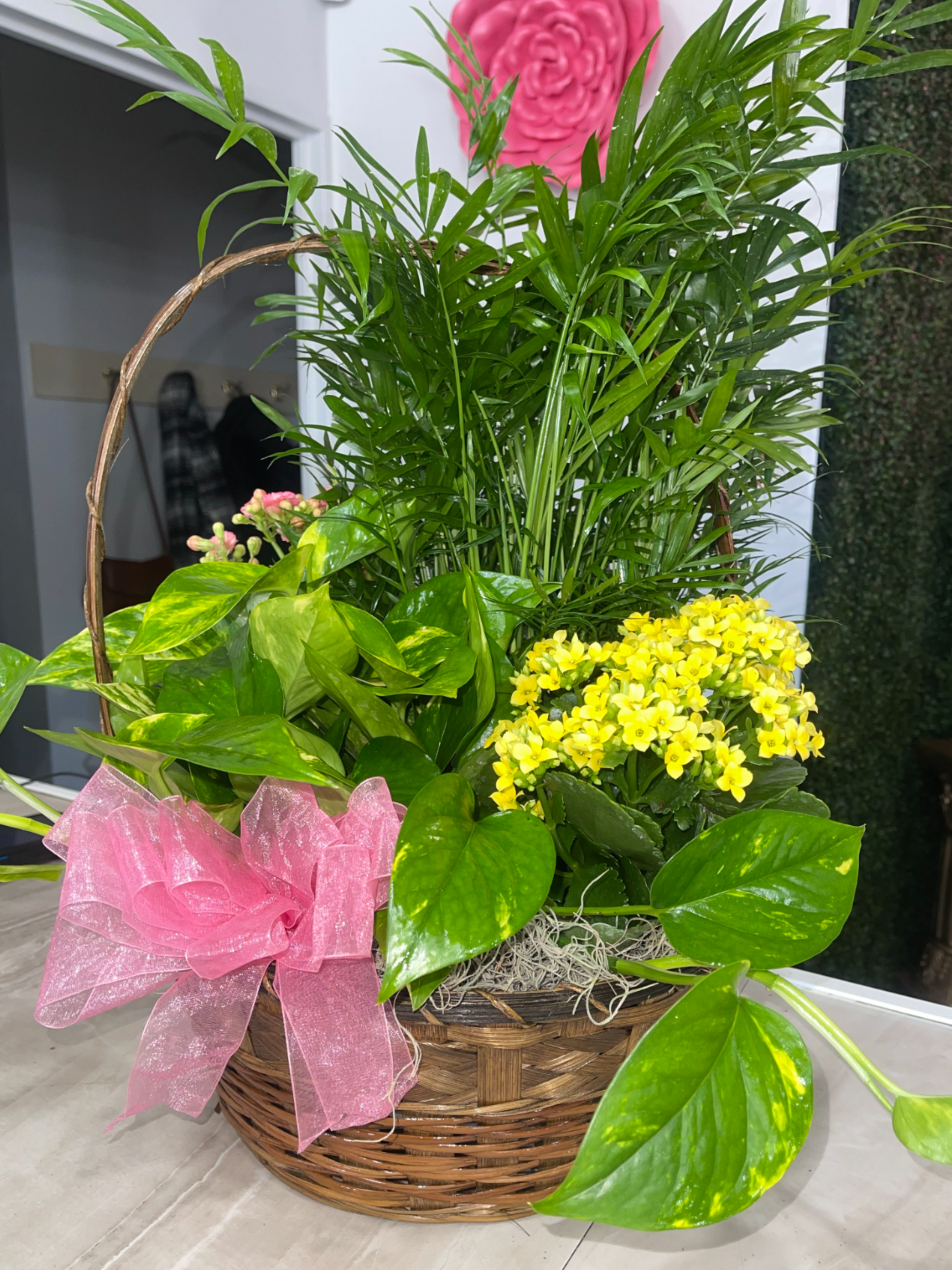 Blooming Dish Garden Basket - Send a little garden to somebody. A mix of flowering plants and greenery make an excellent gift  or as a way to say thank you.  Bows will be changed with occasion unless you like the bow color please state which color you would like in the order comments at check out (: Sometime we may not have blooming plants, and substitutions may occur. 
