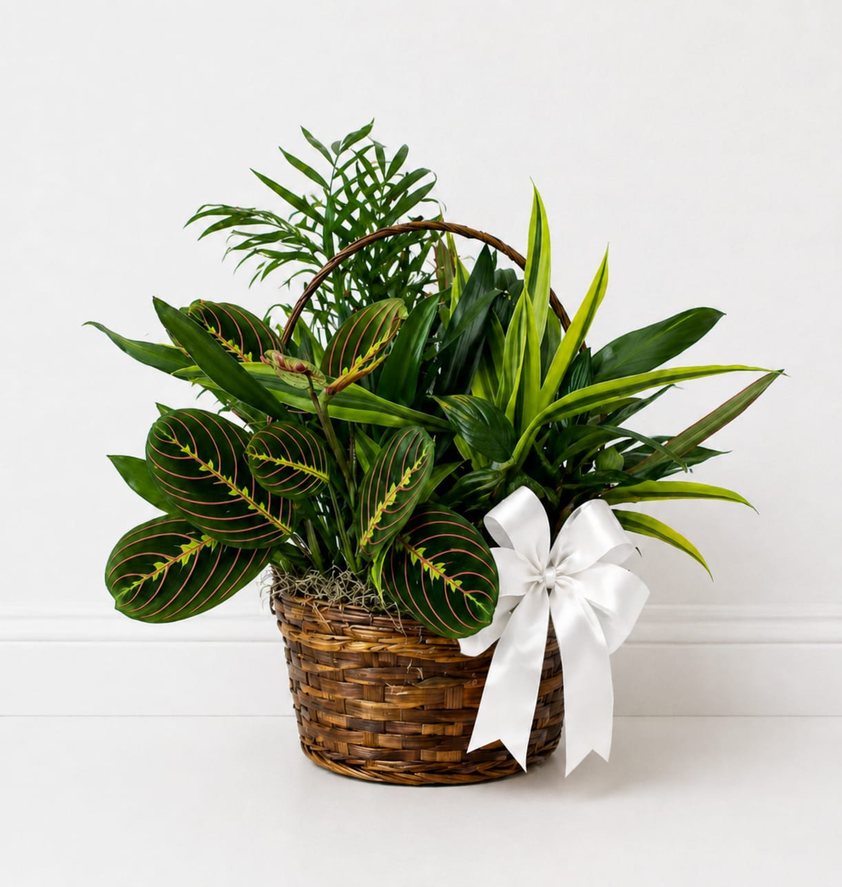 Classic Basket Dish Gardens - Who says you need to go outside to enjoy the natural beauty of a green landscape? Our classic dish garden is hand-designed with a lush variety of fresh plants to spruce up any indoor space. Set in a charming wicker basket with a  ribbon, it’s a thoughtful gift for birthdays, housewarmings or any occasion you want to send a smile. (Please let us know in the notes at checkout which color bow you would like. If no color is chosen, we will select one that best fits the occasion.)   This dish garden is hand-crafted with the freshest green plants available (Plant substitutions may occur based on availability.) Arrives in a wicker basket featuring a  ribbon Wicker basket color may vary due to regional availability  Small measures approximately 8.5"D Medium measures approximately 11.5"D Large measures approximately 14"D 