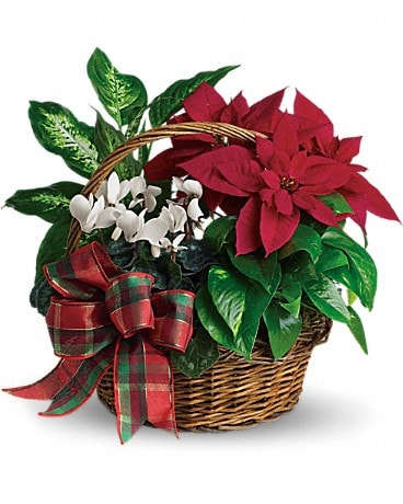 Holiday Homecoming Basket - Real live plants make this basket a welcome gift for any home! It's perfectly suited for the season and will be appreciated even after the holidays. A brilliant red poinsettia and dazzling white cyclamen are nestled together with bright green pothos and dieffenbachia. Add a festive plaid taffeta ribbon and this basket delivers a lively holiday message.