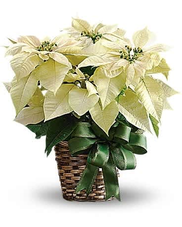 White Poinsettia - A brilliant departure from tradition, this white poinsettia is a winter wonderland of elegance. If you want to send a gift that will really stand out, this is a dazzling choice! The white poinsettia plant comes in a natural basket and is complemented by a fabulous green satin ribbon. It's as beautiful as fresh snow on Christmas Eve.