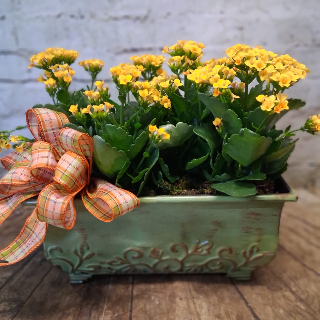 Yellow flowering plant in a green decorative planter with a plaid ribbon