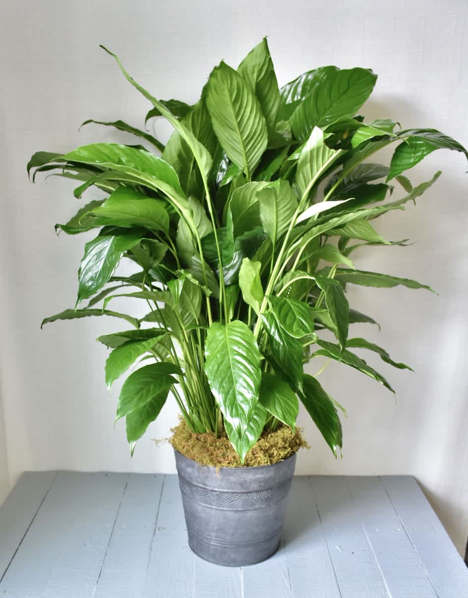 Potted green houseplant with broad glossy leaves in a metal container