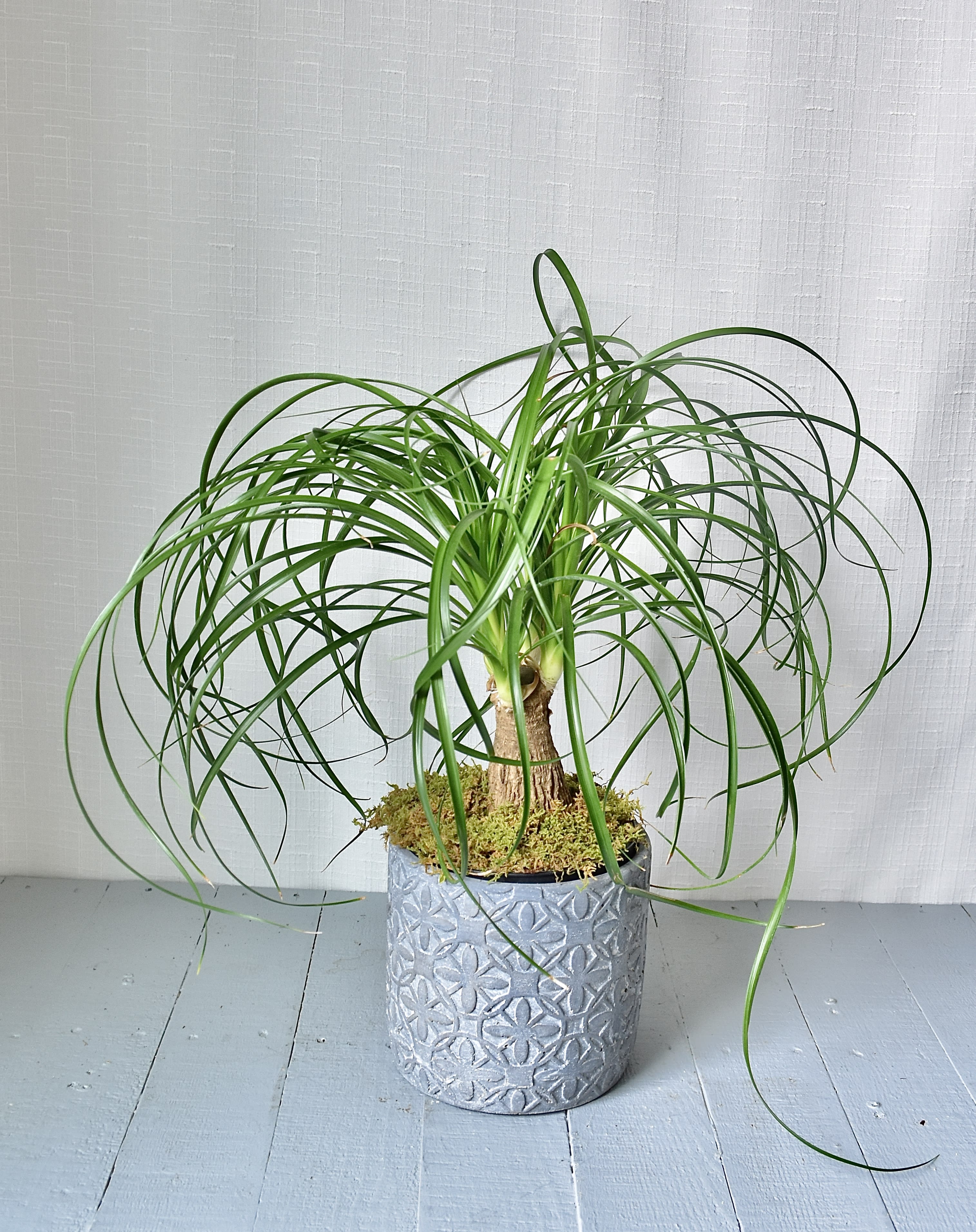 Potted ponytail palm in a textured silver container