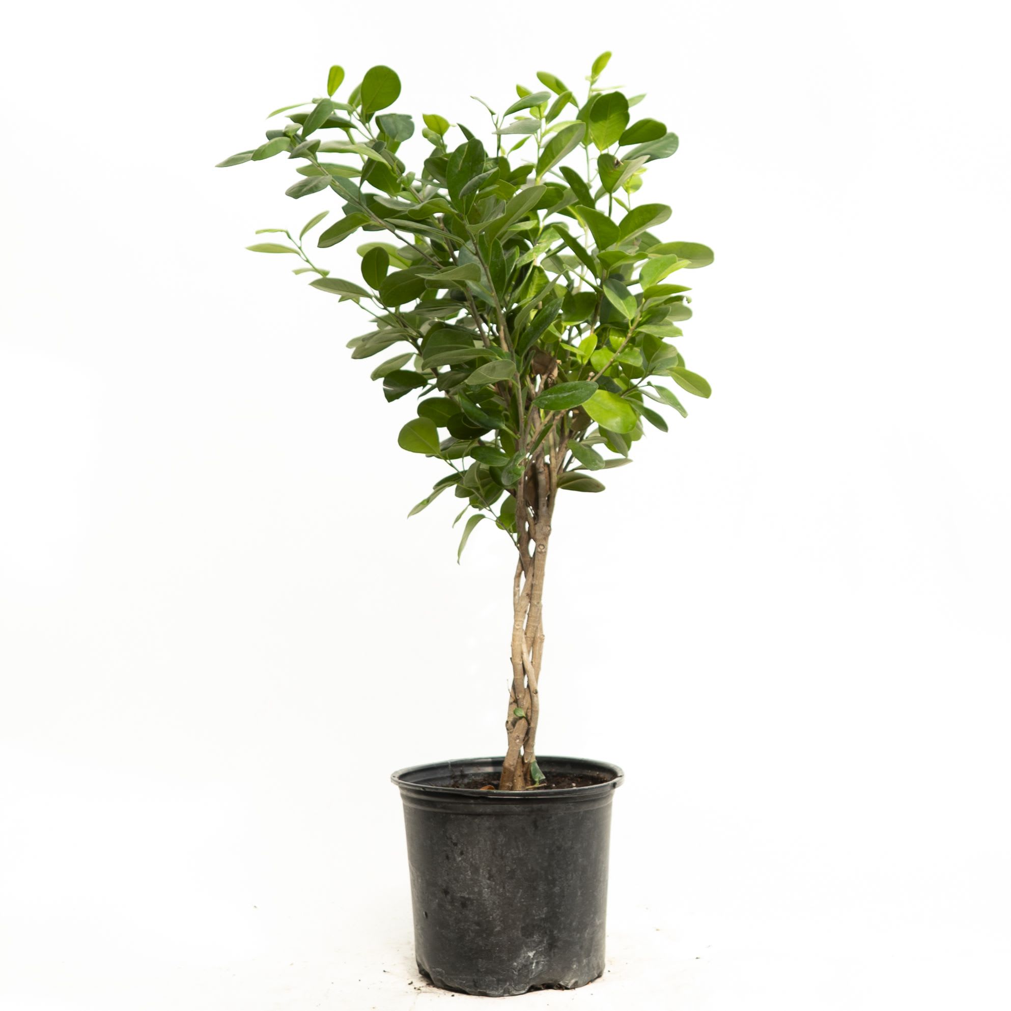 Potted green plant with a braided trunk in a black nursery pot