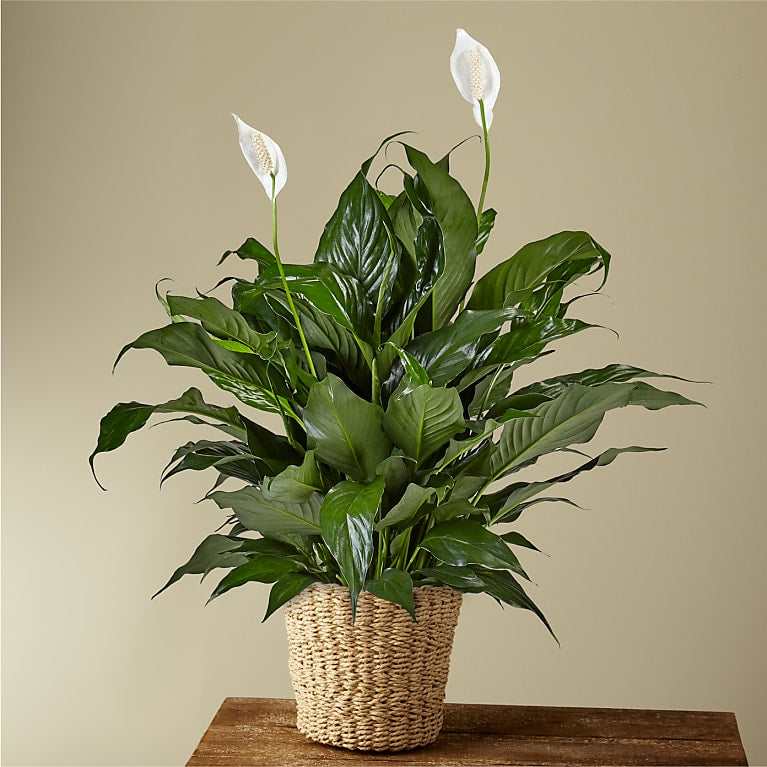 Potted peace lily plant with white blooms in a woven basket