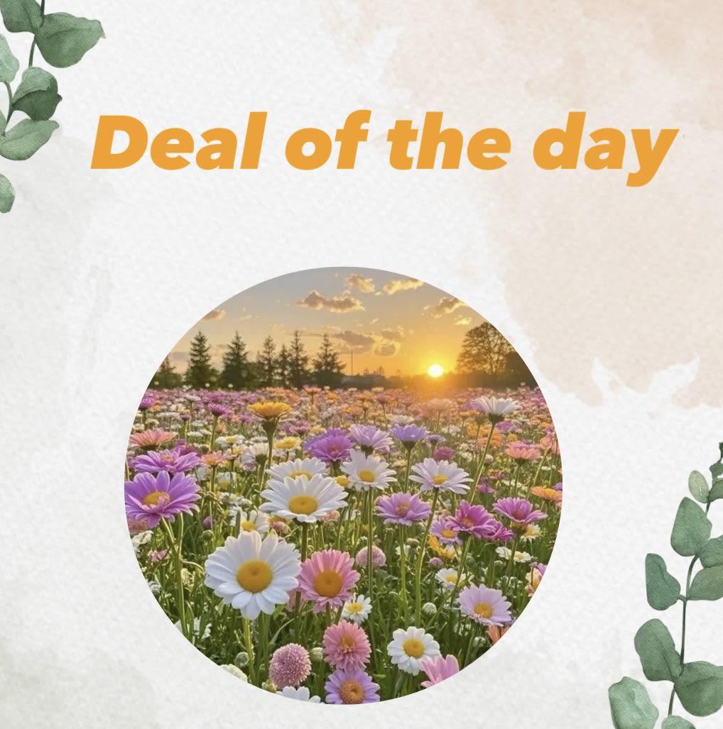 Graphic with a field of colorful daisies at sunset and the text "Deal of the day"
