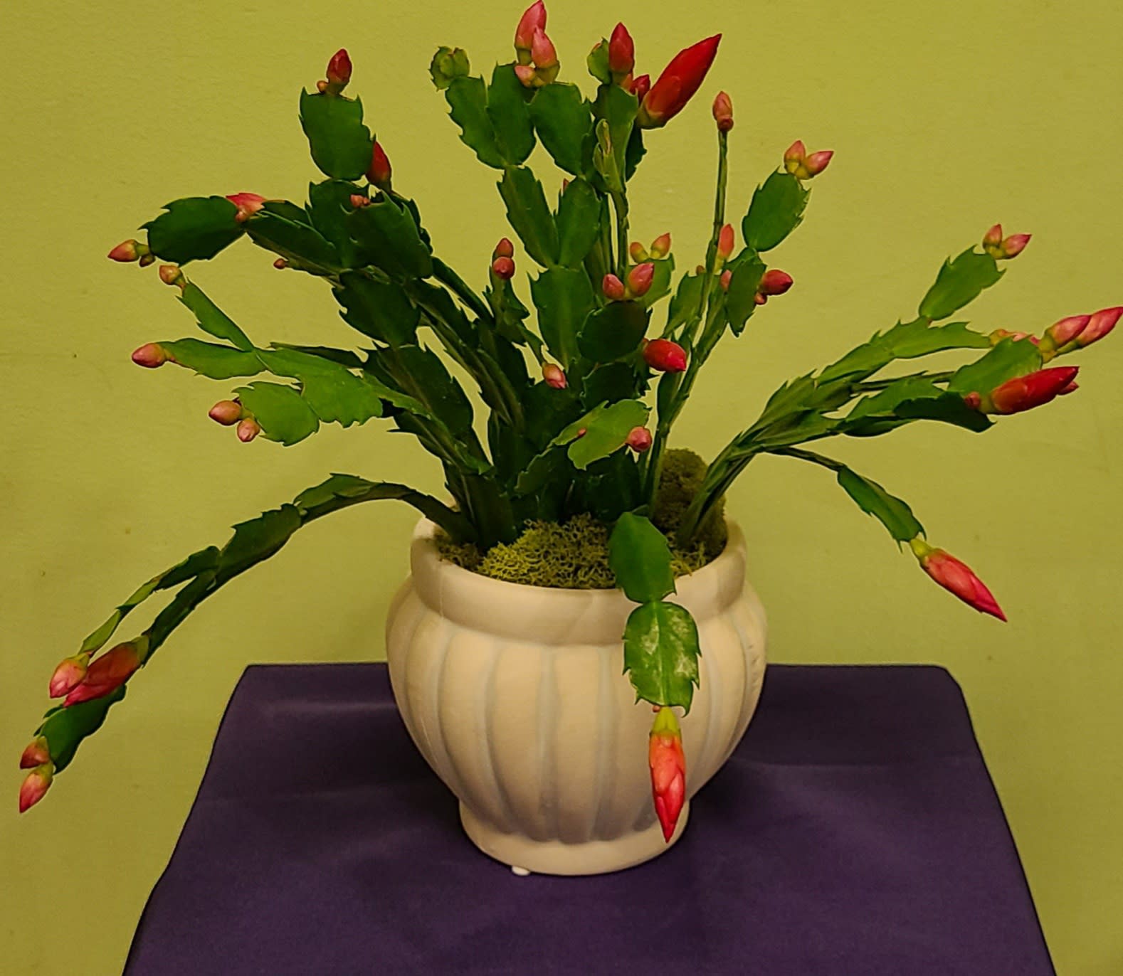Potted Christmas cactus with red buds in a white ceramic planter