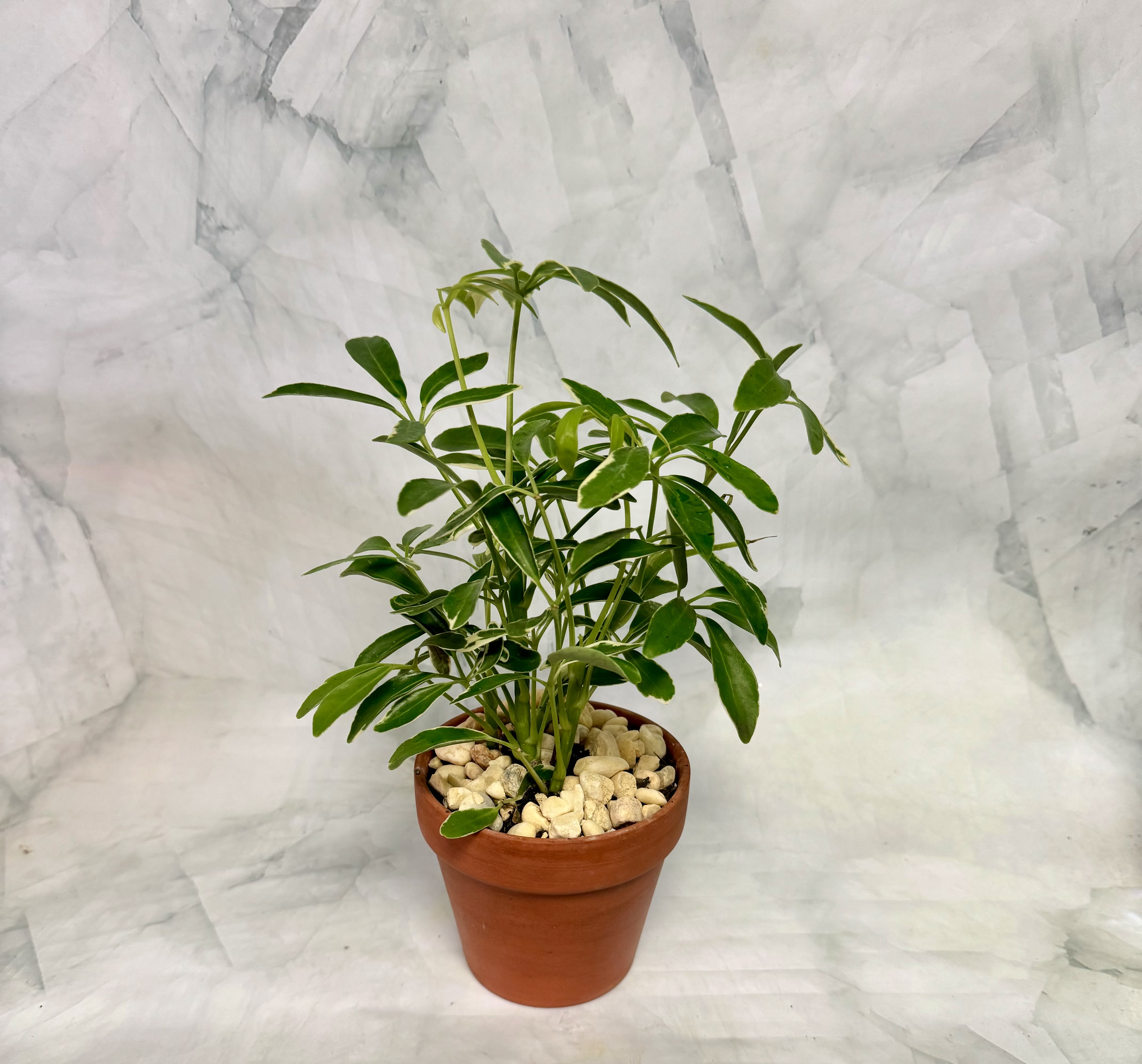 Potted green houseplant in a terracotta pot with white stones