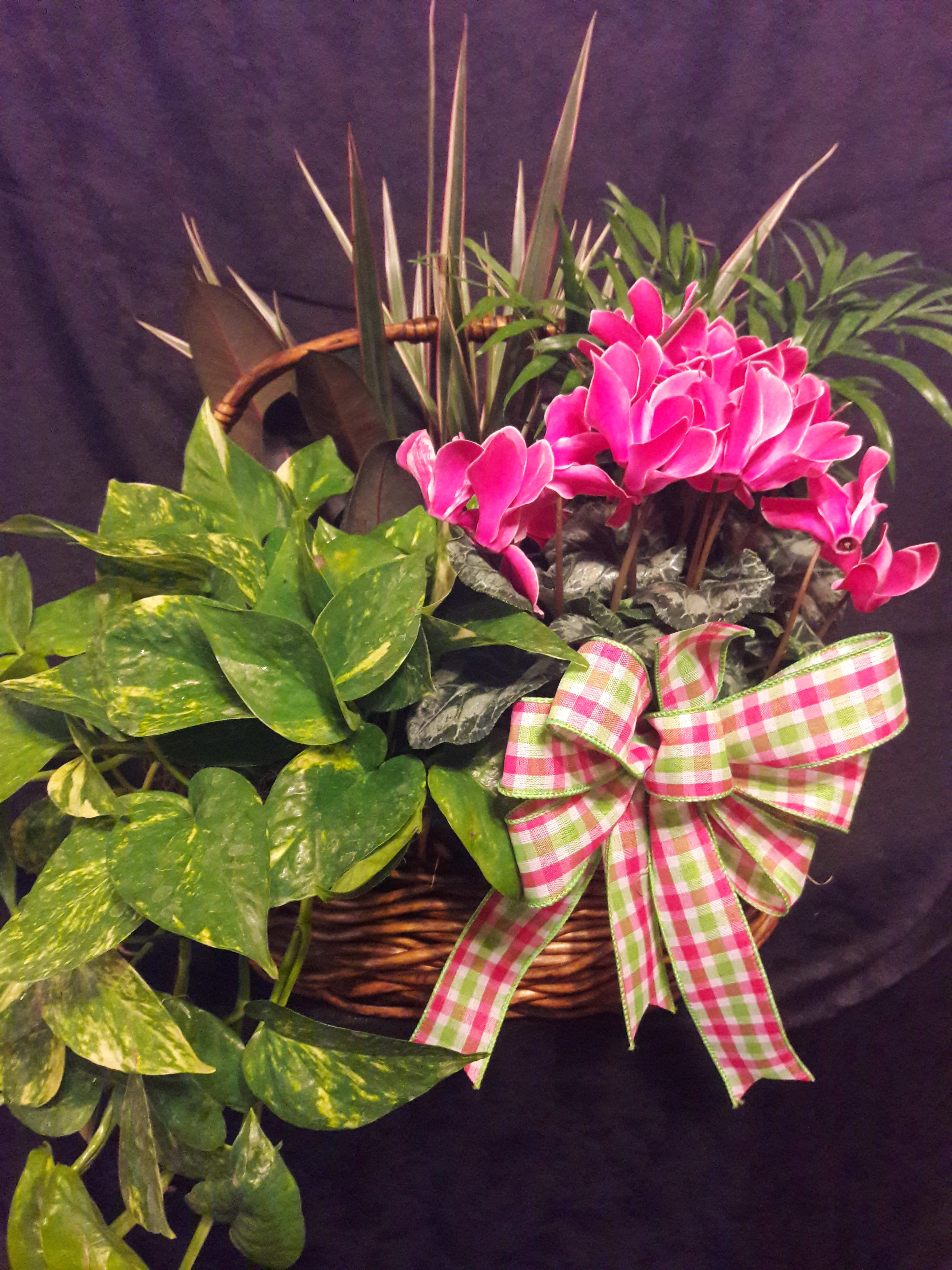 Pink cyclamen in a wicker basket with a plaid bow and trailing pothos