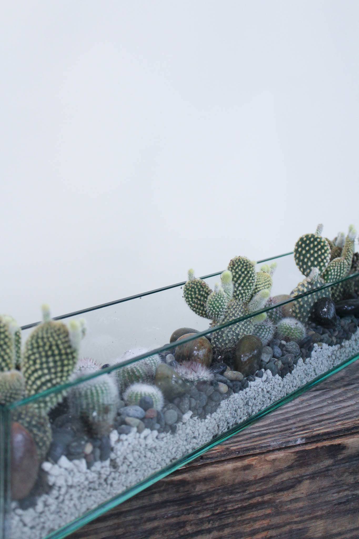 Glass terrarium with small cacti and pebbles on a wooden surface