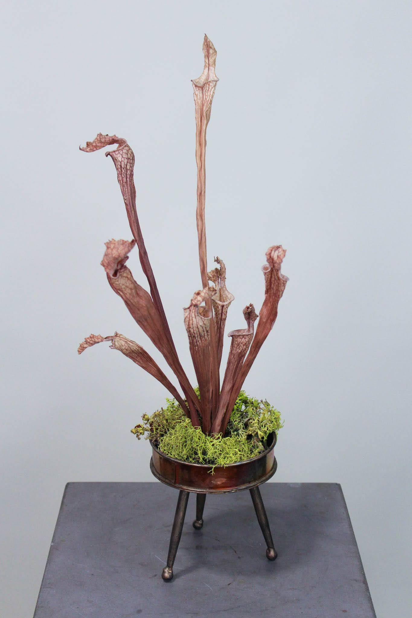 Tall arrangement of dried pitcher plants in a metal stand