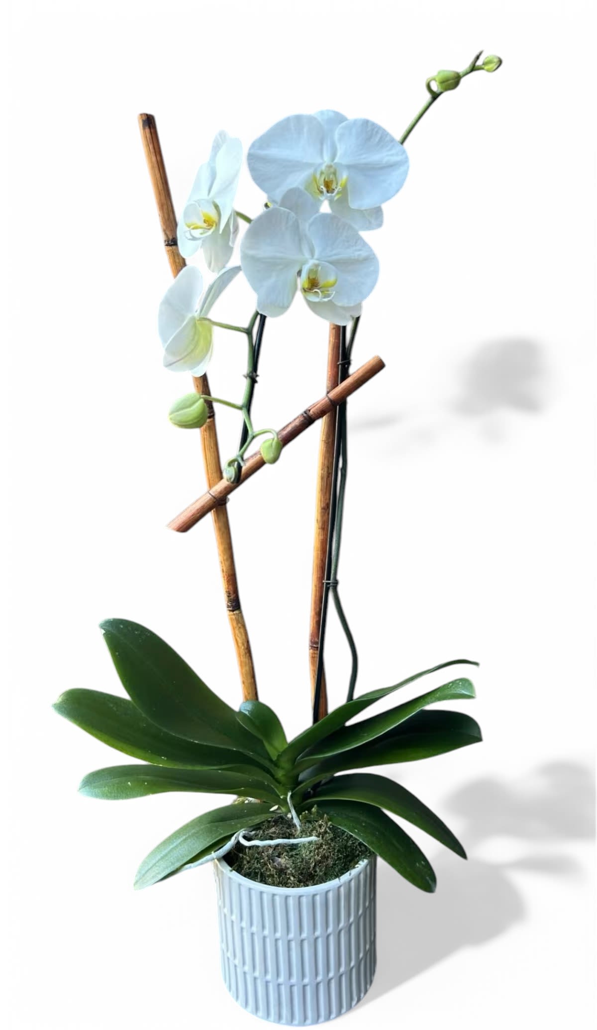 White orchid plant in a light blue ribbed pot with bamboo stakes