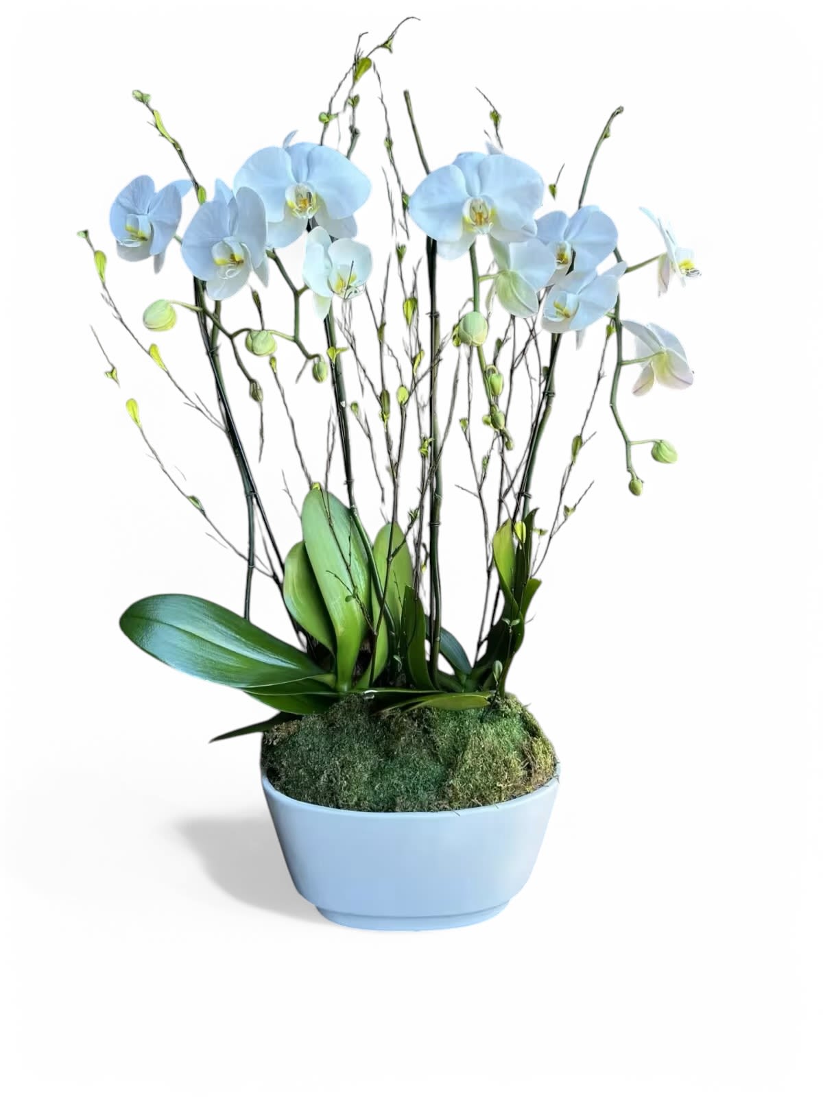 Blue orchids in a light blue pot with moss