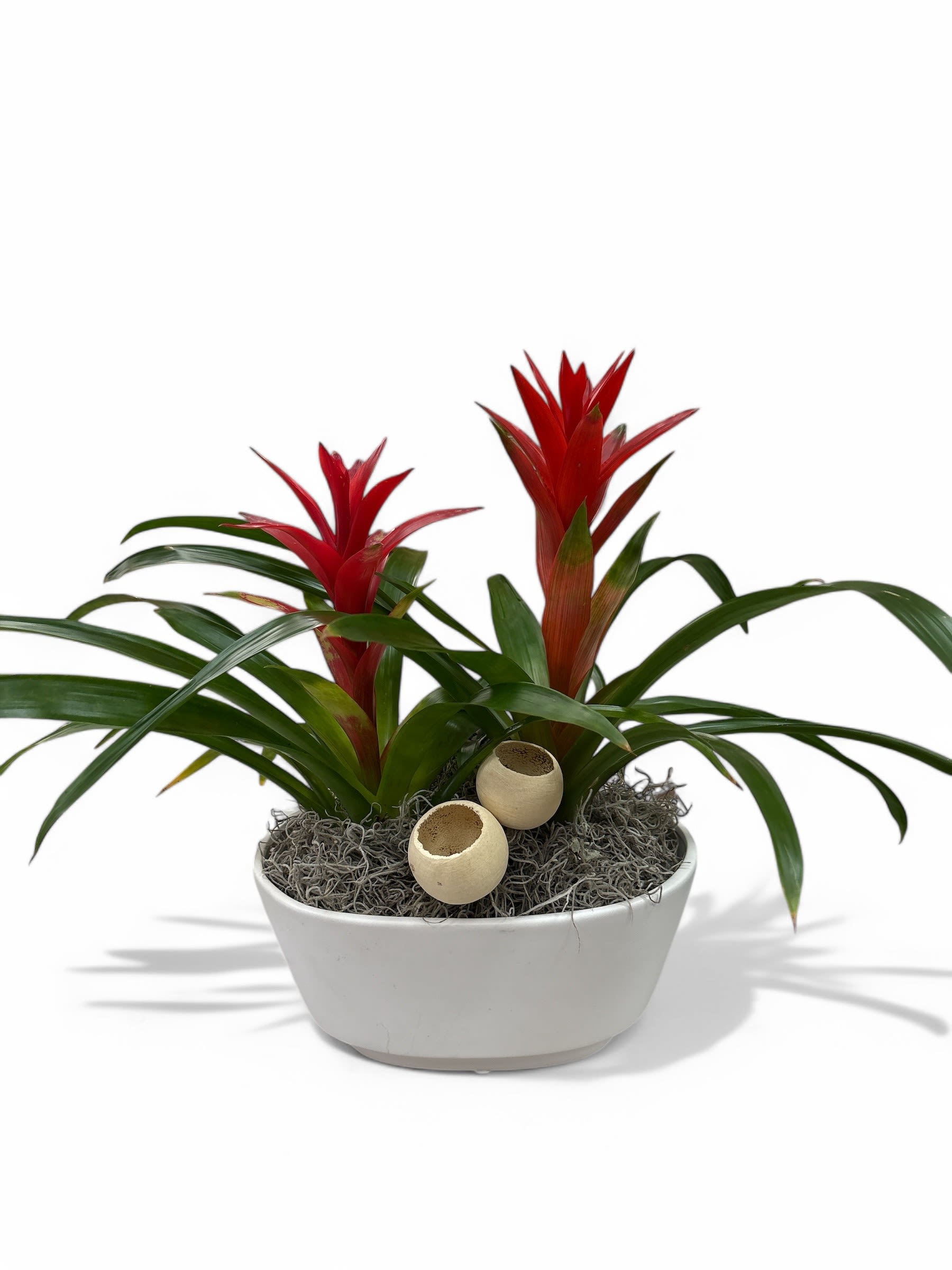 Potted bromeliad plant with red flower spikes in a white bowl planter