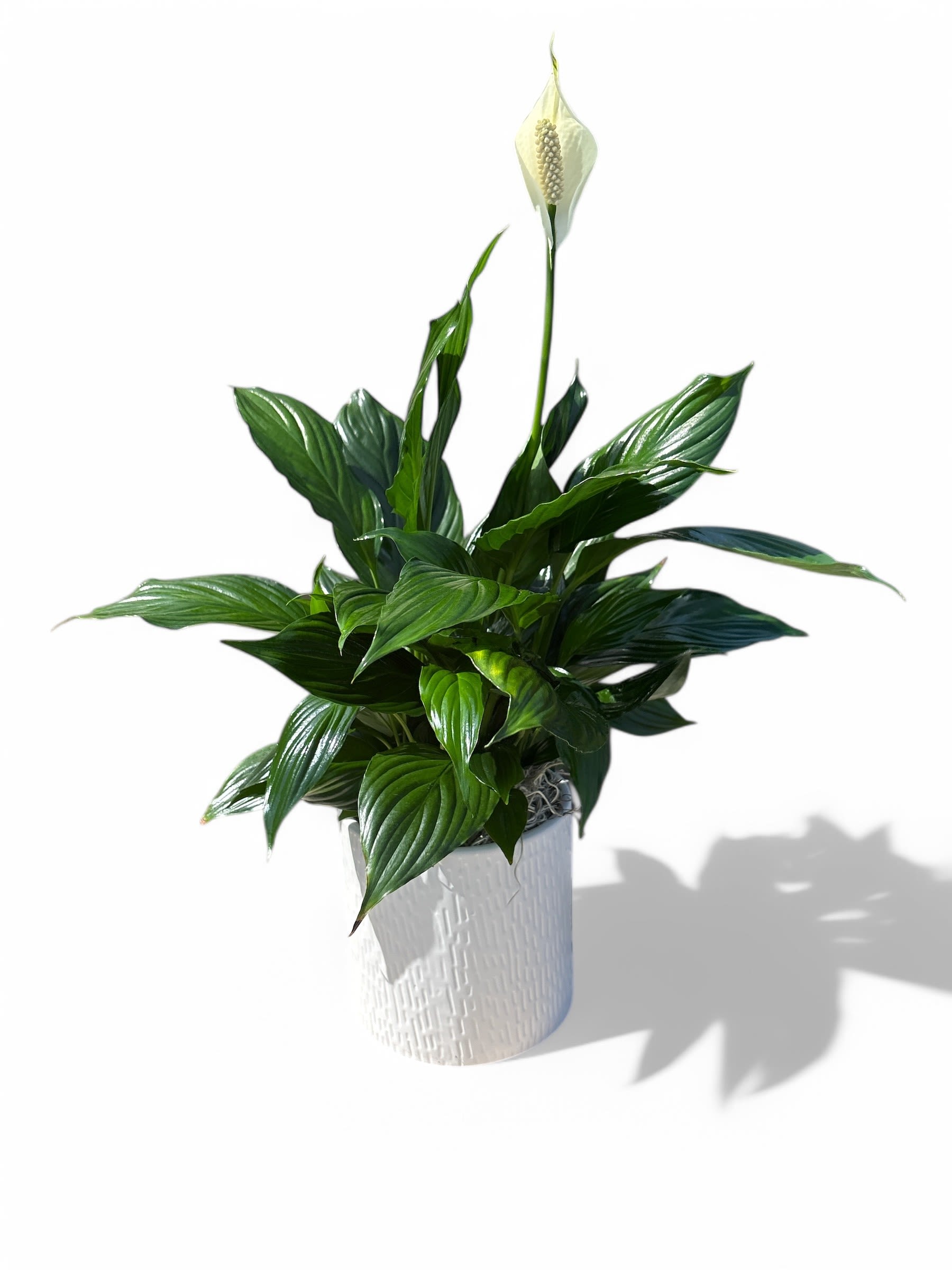 White peace lily in a textured white pot