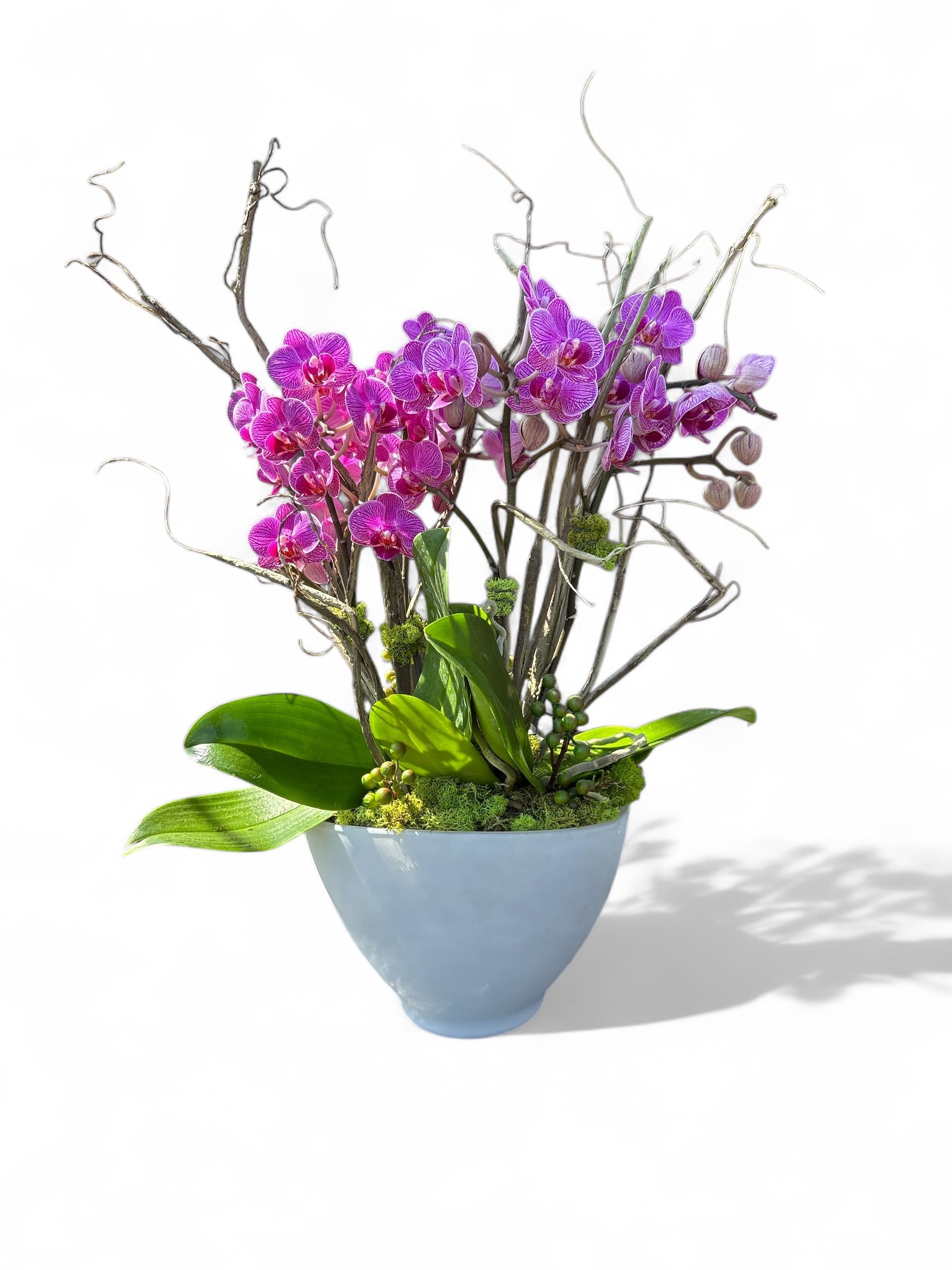 Magenta Orichids - Two vibrant small double stemmed Phalaenopsis orchids expertly arranged in a opaque white oval glass container.   