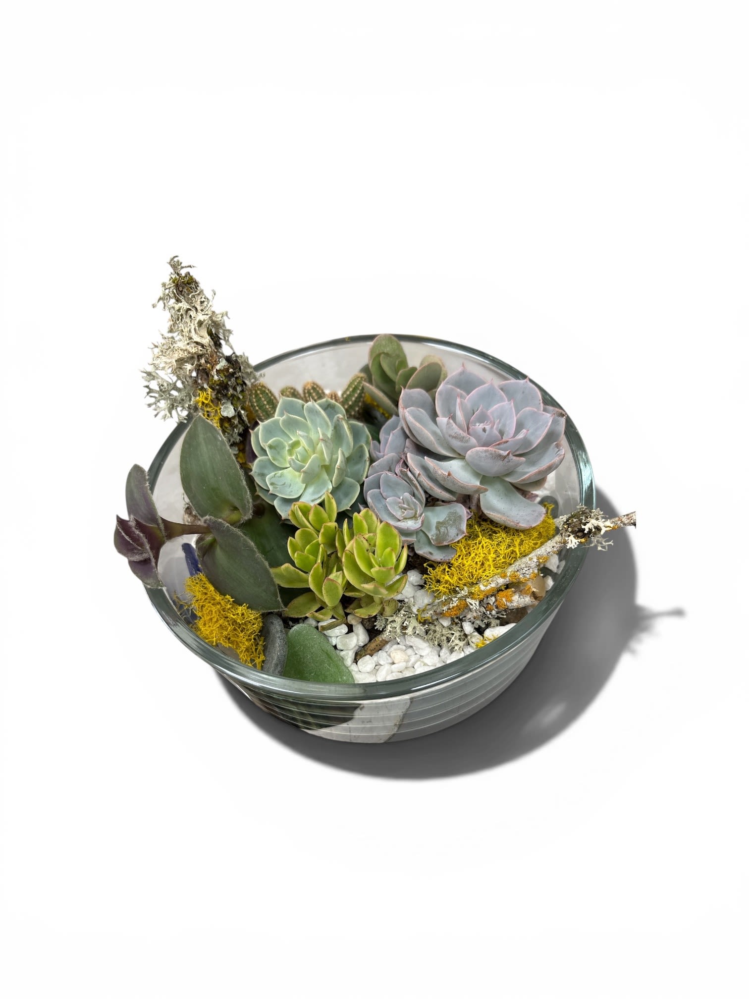 Succulent Dish Garden  - A compact, sculptural succulent dish garden that brings a modern desert-garden vibe to any room - perfect as a housewarming gift, everyday decorative plant, or a thoughtful get-well surprise. The arrangement's pale green rosettes and soft lavender succulents create a calm, textured palette alongside upright fleshy leaves, giving the recipient a long-lasting, low-maintenance centerpiece that feels both fresh and intentional.  Planted in a round clear glass bowl, the succulents sit on crisp white pebbles with bright yellow decorative moss and pockets of textured accents for visual contrast. No flowers - just living succulents in green, purple, white and yellow tones - make this an ideal choice for someone who prefers contemporary, easy-care plants. The compact size fits tabletops, desks, or windowsills; water sparingly and provide bright, indirect light to keep the rosettes firm and colorful.