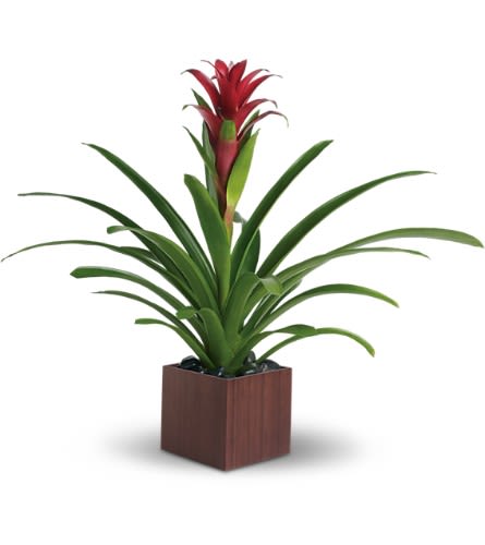 Potted bromeliad with red bloom in a square wooden planter