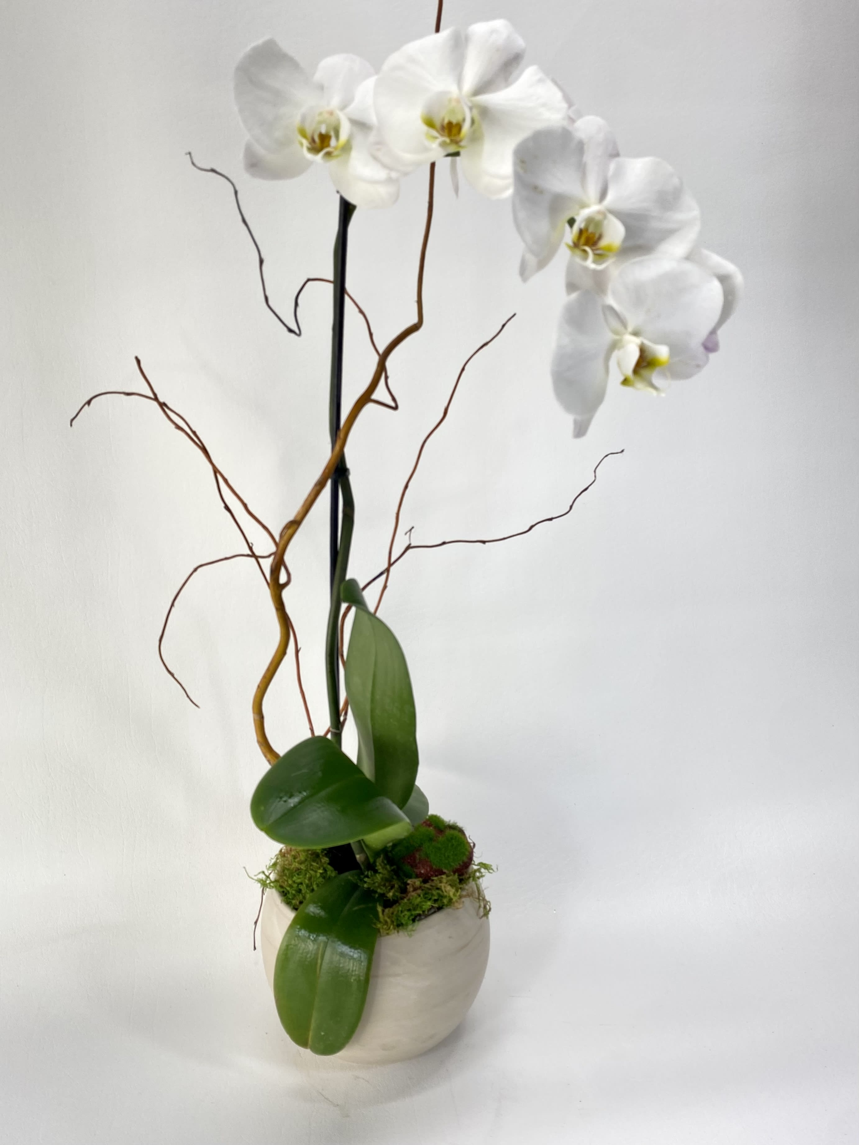 White orchid plant in a round ceramic pot with decorative branches