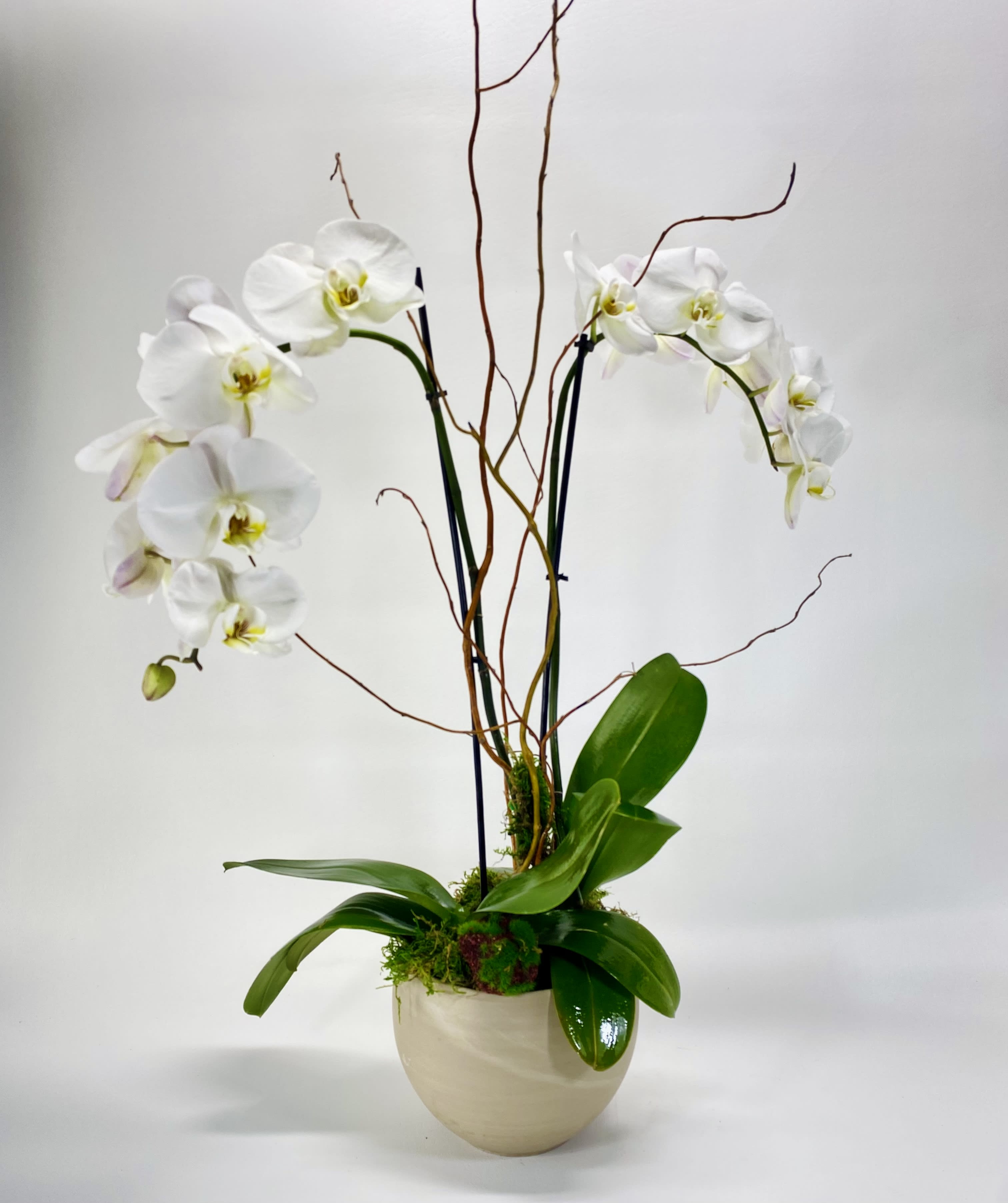 White orchids in a cream pot with tall curly branches
