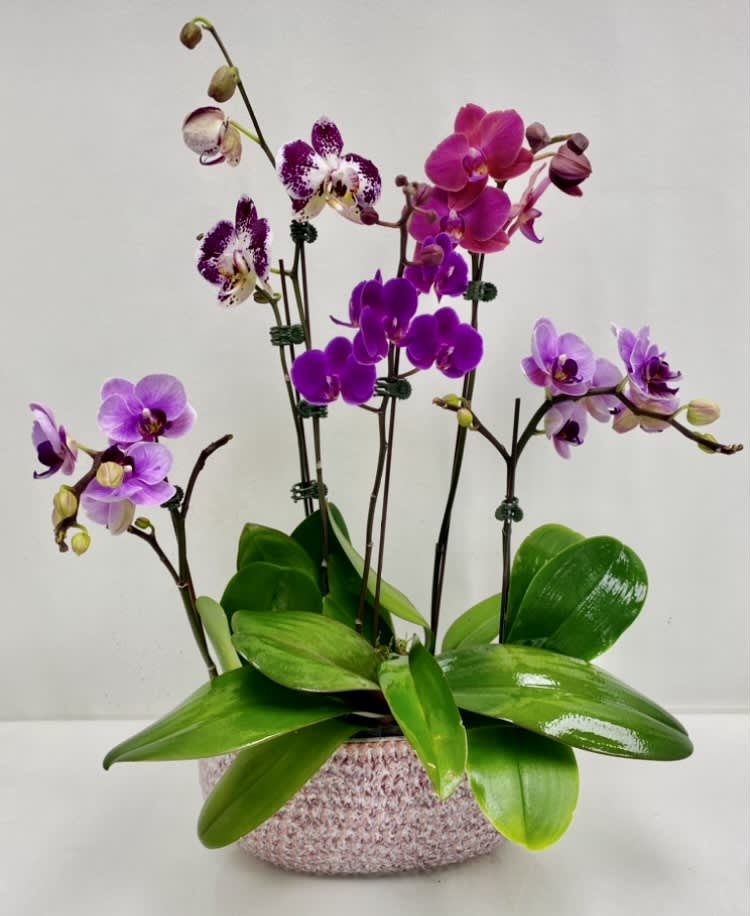 Potted orchids with purple and pink blooms in a low ceramic container
