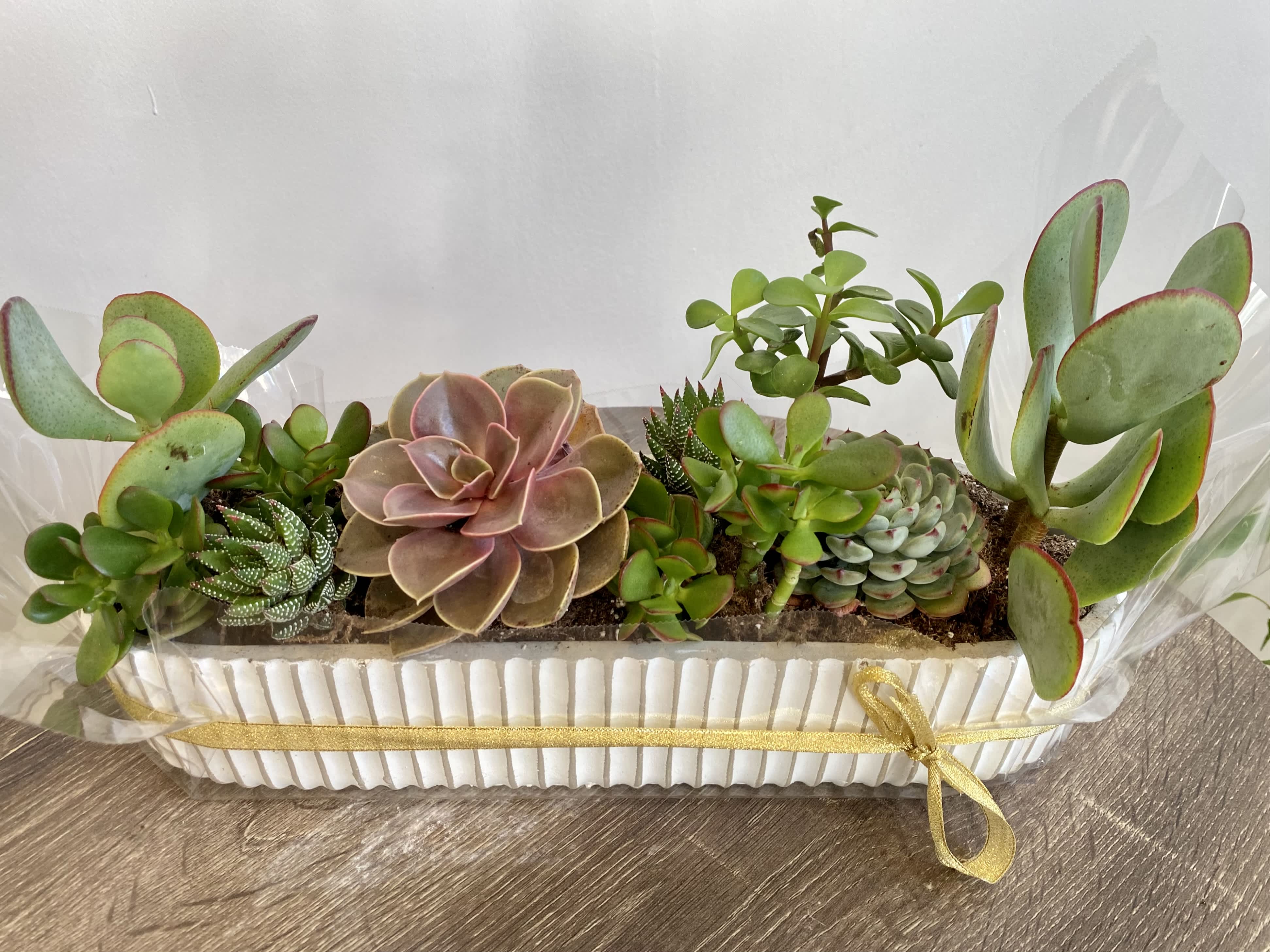 Succulent arrangement in a white rectangular planter with a gold ribbon
