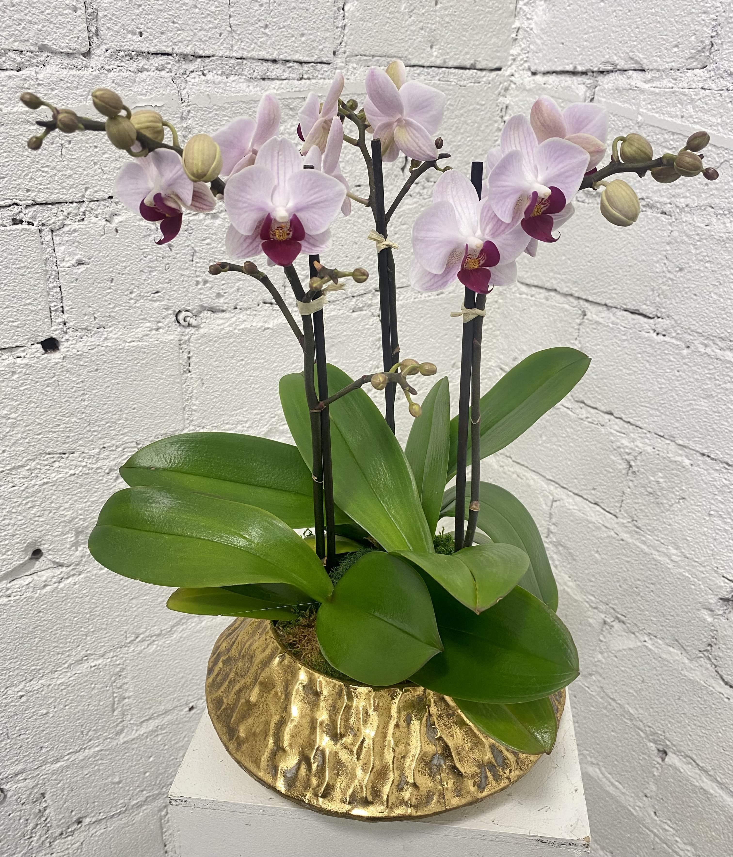 Potted pink orchid plant in a gold textured container