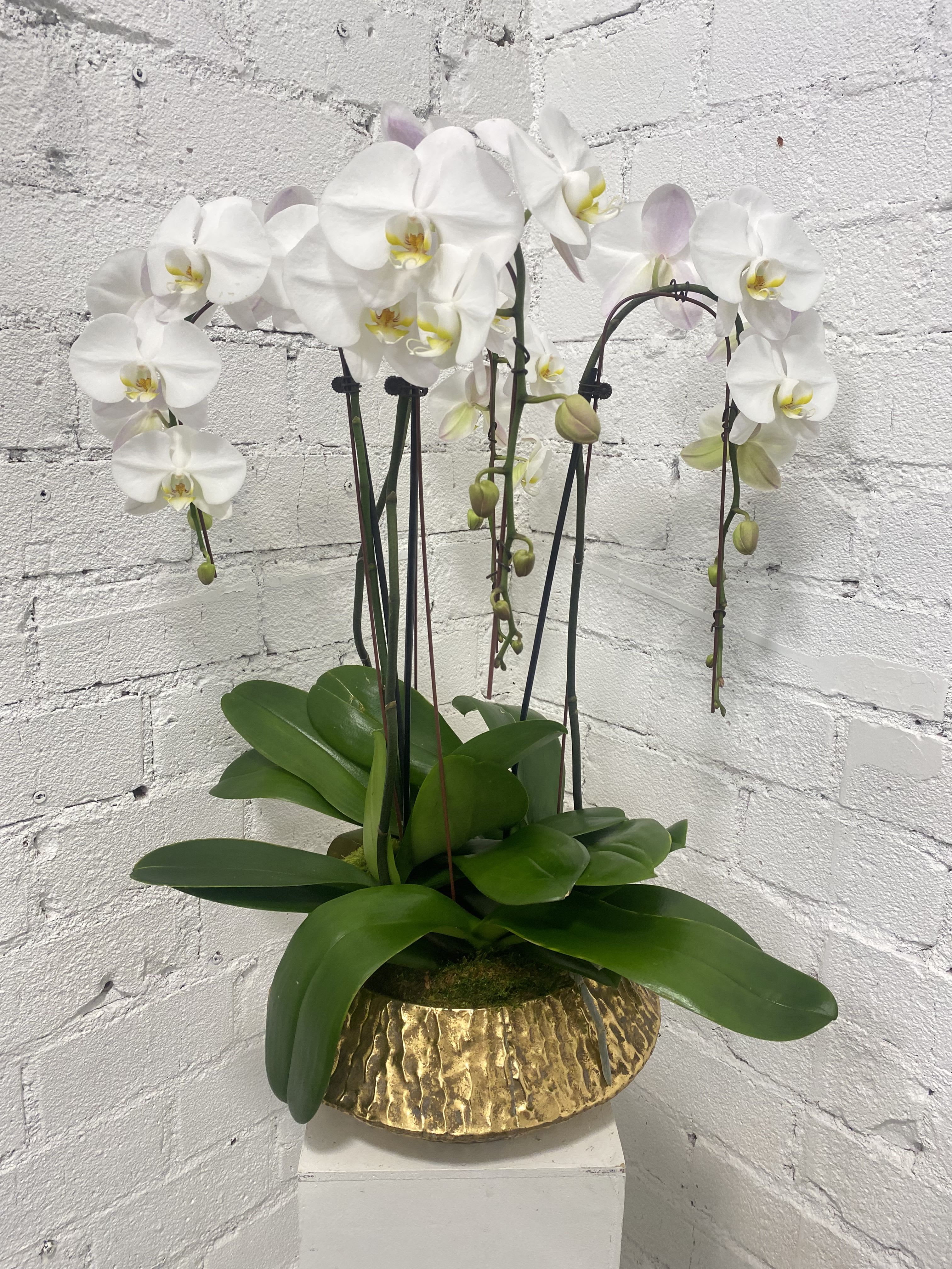 White orchid plant in a gold textured pot