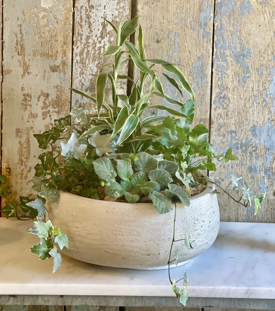 Mixed potted houseplants in a white ceramic bowl