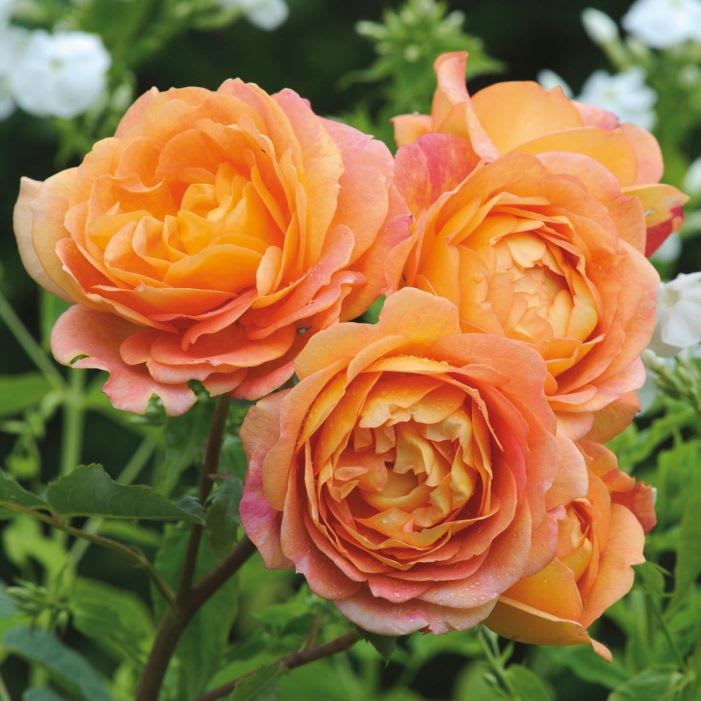 You get 2! David Austin Award Winning Living Garden Roses - ENGLISH ROSES David Austin has spent the last sixty years developing his award-winning English Roses. Combining the delicate charm and wonderful fragrances of the Old Roses with the wider color range and repeat-flowering nature of modern roses, they are hard to beat for sheer exuberance of flower and scent. As a group they are renowned for their outstanding health, reliability and vigor. Their graceful, shrubby habits make them ideal for mixed borders, planting in large containers or for creating any kind of rose garden. Many varieties can also be trained as climbers or used to create fragrant, floriferous hedges. Two award winning roses included for this special price. 