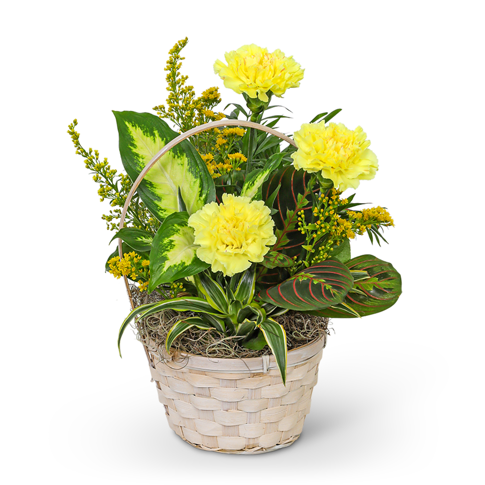 Yellow carnations in a woven basket with assorted green foliage