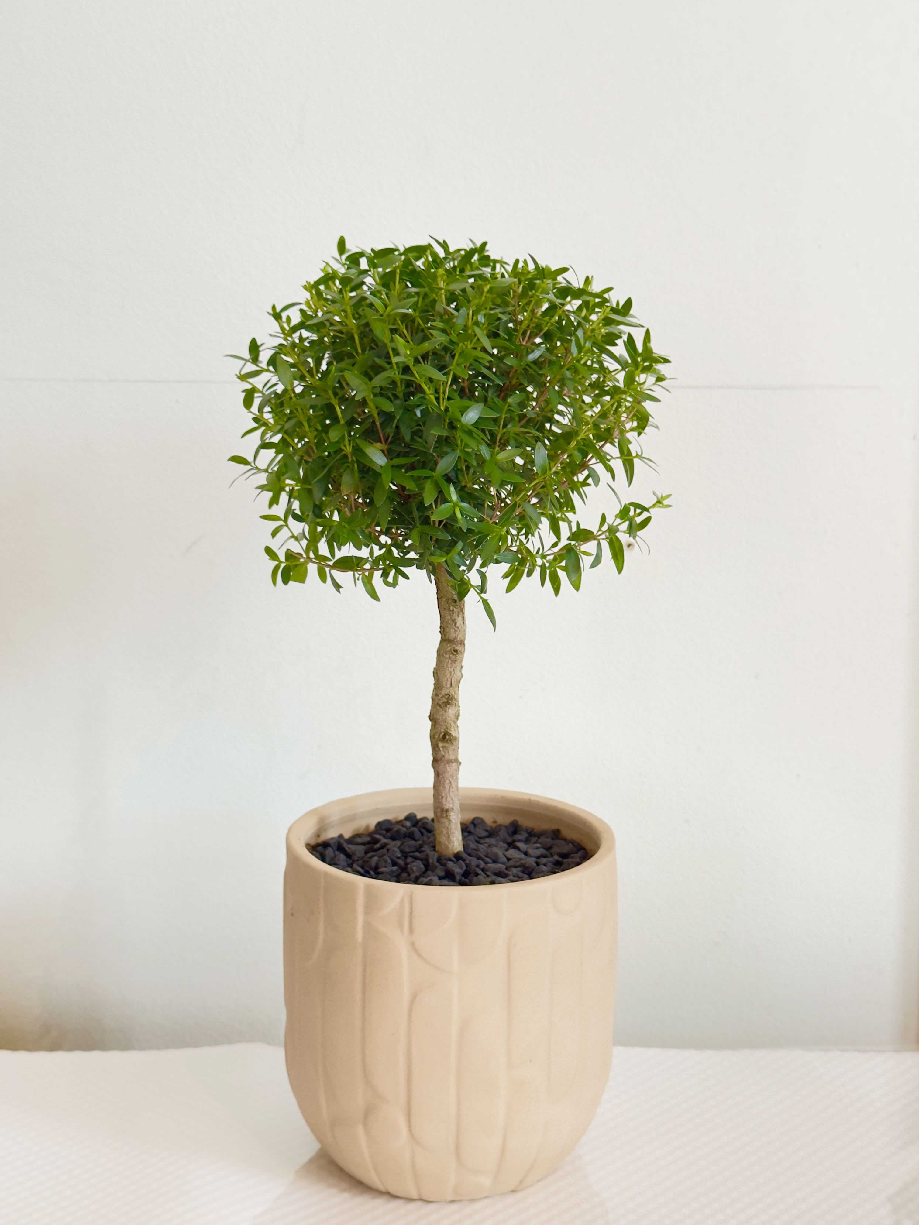 Olive Grove Myrtle Topiary - Bring timeless charm into your home with the Olive Grove Myrtle Topiary--a beautifully manicured miniature tree that adds structure, greenery and elegance to any space. With it's neat, rounded canopy and slender trunk, this myrtle variety is perfect for both modern and classic interiors.   Potted in a neutral-toned, textured ceramic planter and topped with black stones for a refined finish. It's an eye-catching pie ideal for entry tables, countertops, or office desks.   Details:  *Plant: Myrtle  *Approx total height 11"-12"  *Decorative ceramic planter included (5" in diameter) *Natural black stones for a clean, polished look  Care instructions:  Place in bright, indirect sunlight. Water when the top inch of soil feels dry. Trim lightly to maintain shape. 