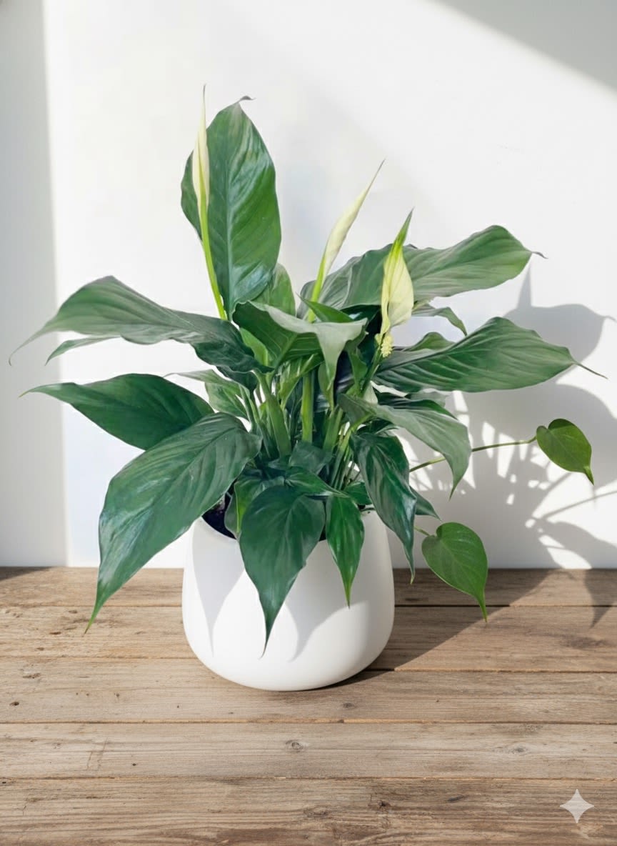Peace Lily - Peace Lily plants are known for their air-purifying abilities and are easy to maintain. Best in bright, indirect light, but can tolerate low light levels. Will produce more blooms with more light.