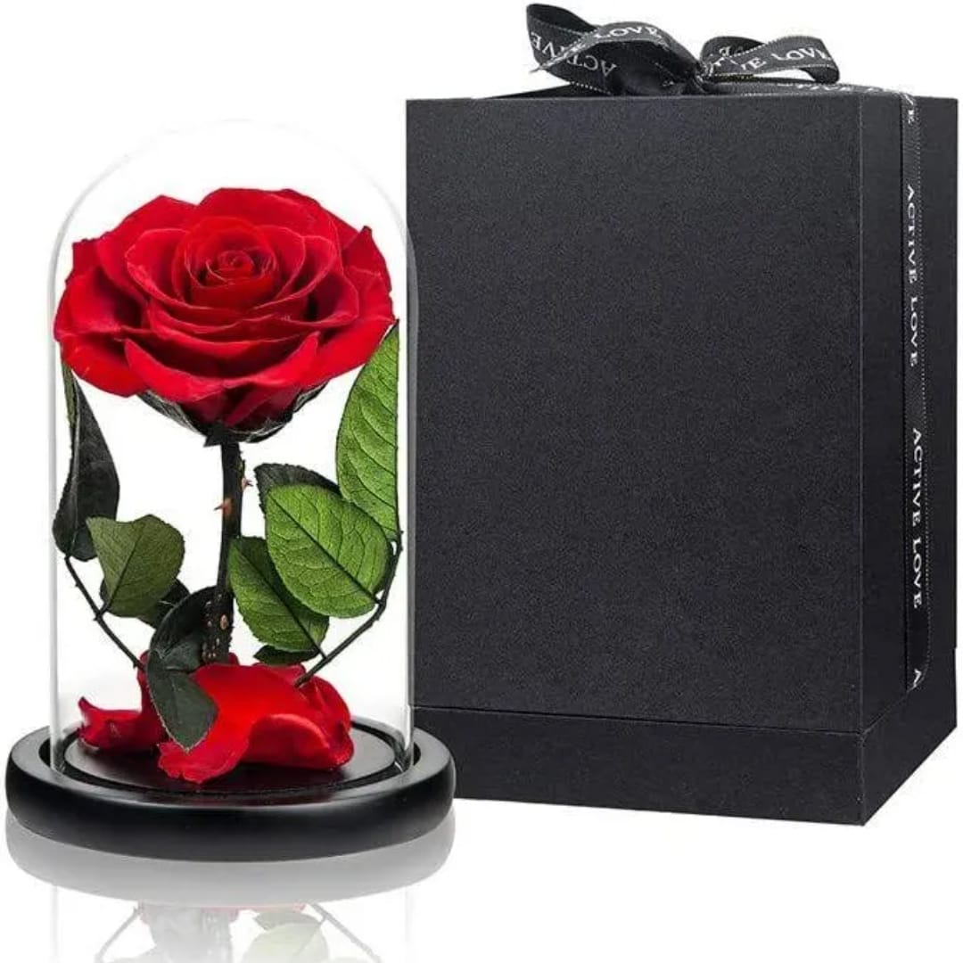 Single red rose under a glass dome beside a black gift box