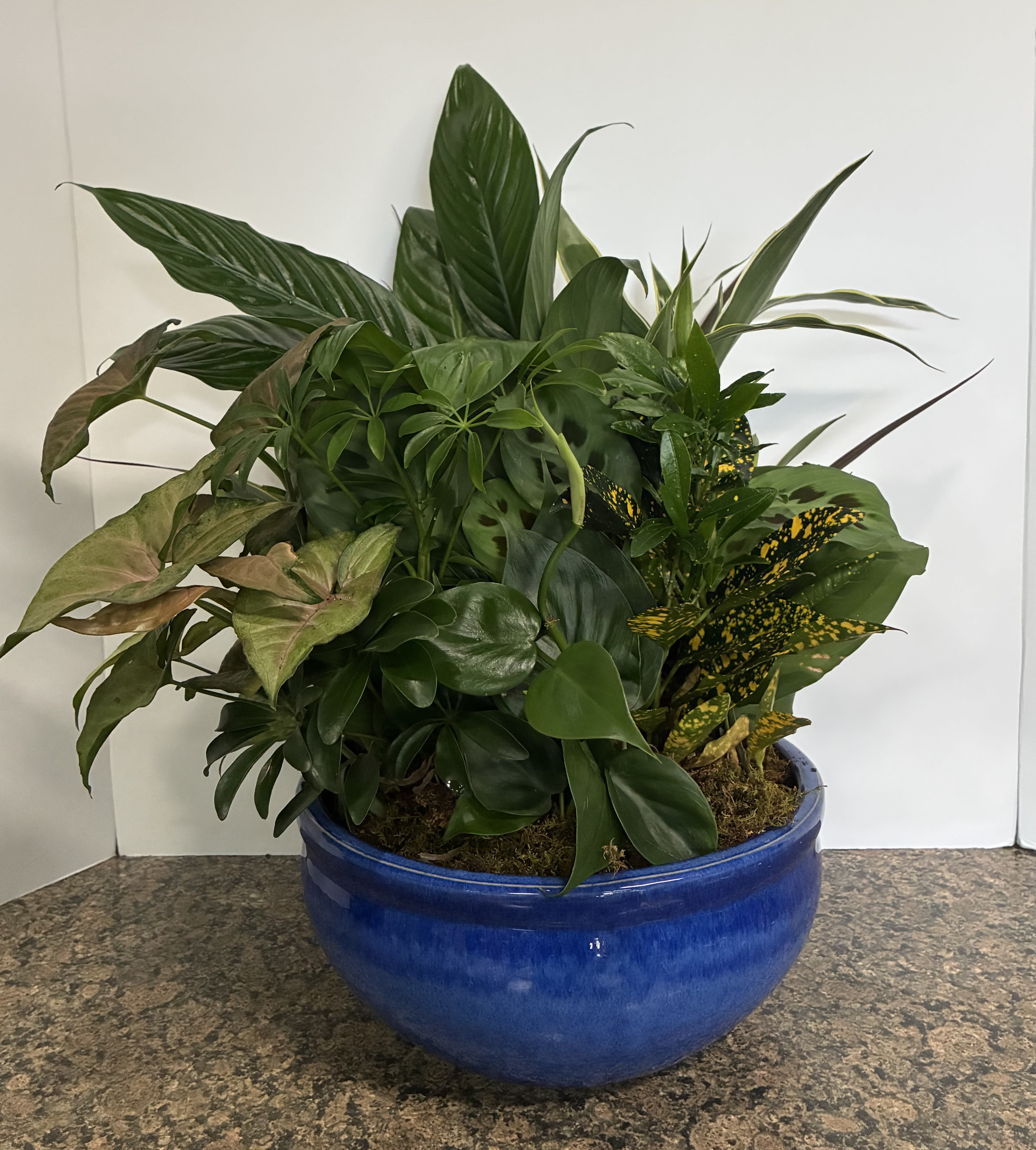 10 inch Dish Garden - A lavish garden of easy to care for house plants artfully arranged and planted in a ceramic planter. Photo depicts a stock photo, container and plants may differ.