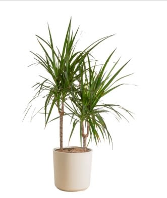 DRACAENA PLANT - A tall dracaena plant in pot