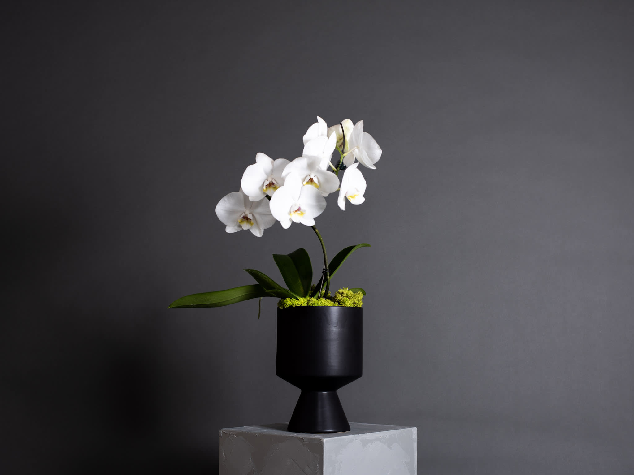 White orchid plant in a black pedestal pot on a gray block