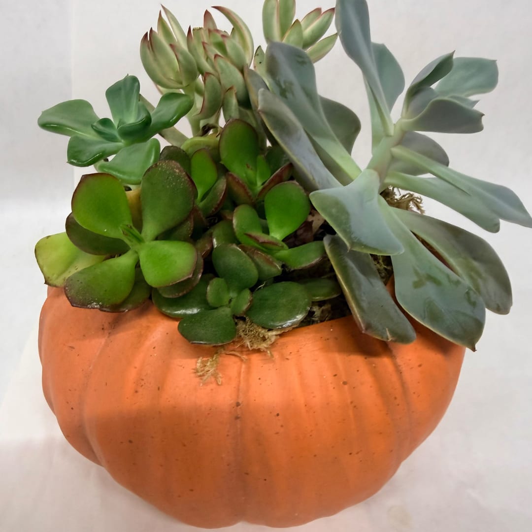 Succulent arrangement in an orange pumpkin container