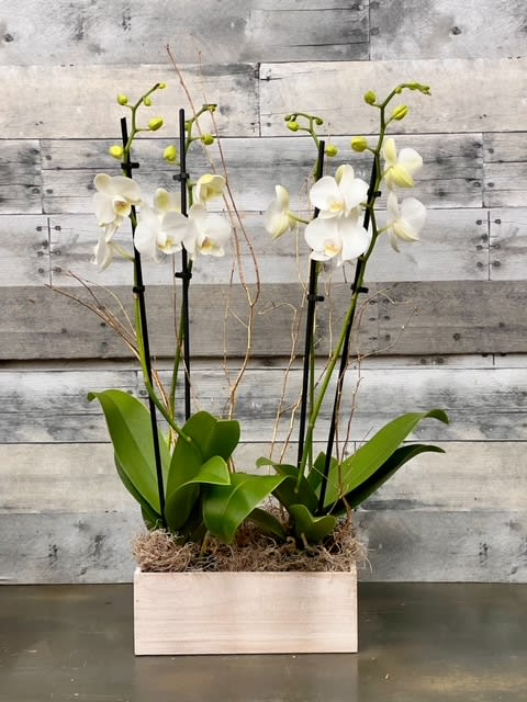 White orchids in a rectangular wooden planter