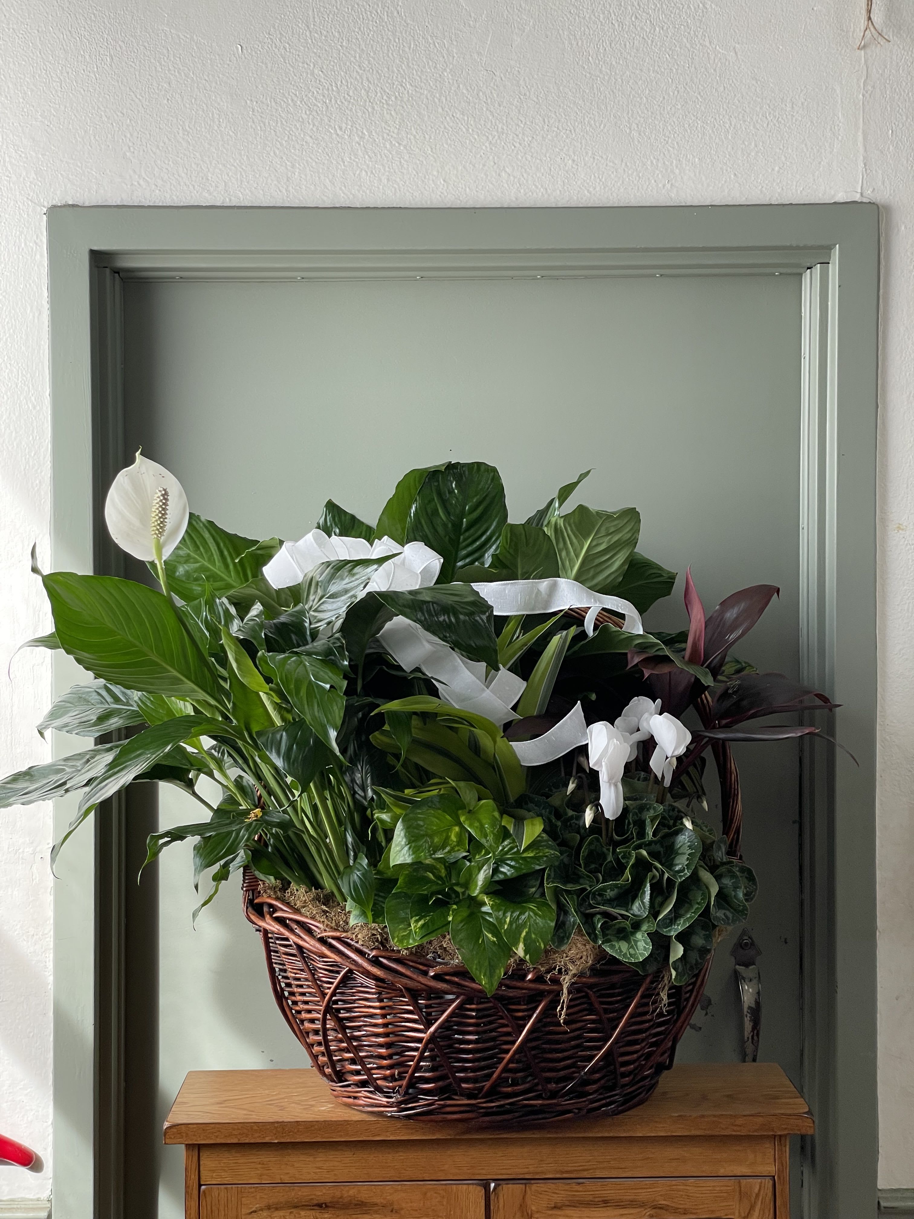 Basket of assorted green houseplants with white blooms and ribbon