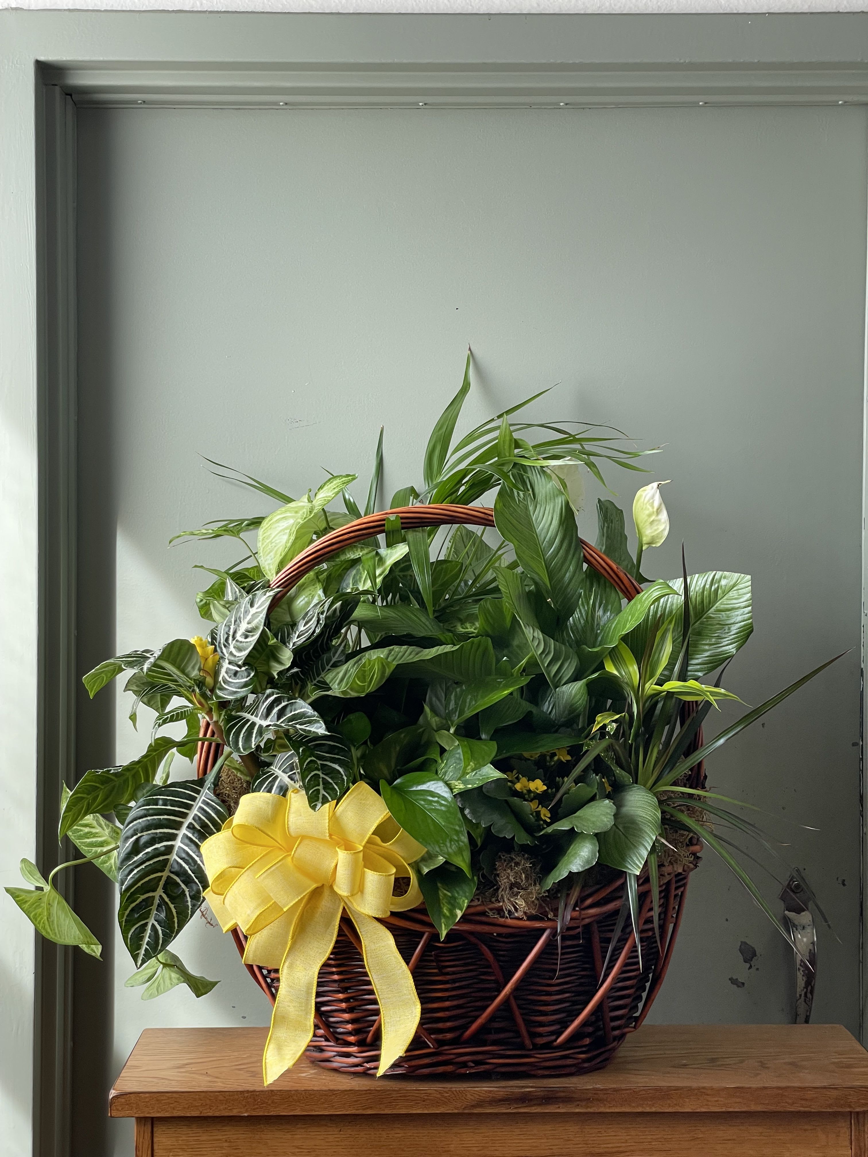Basket of assorted green houseplants with a yellow ribbon