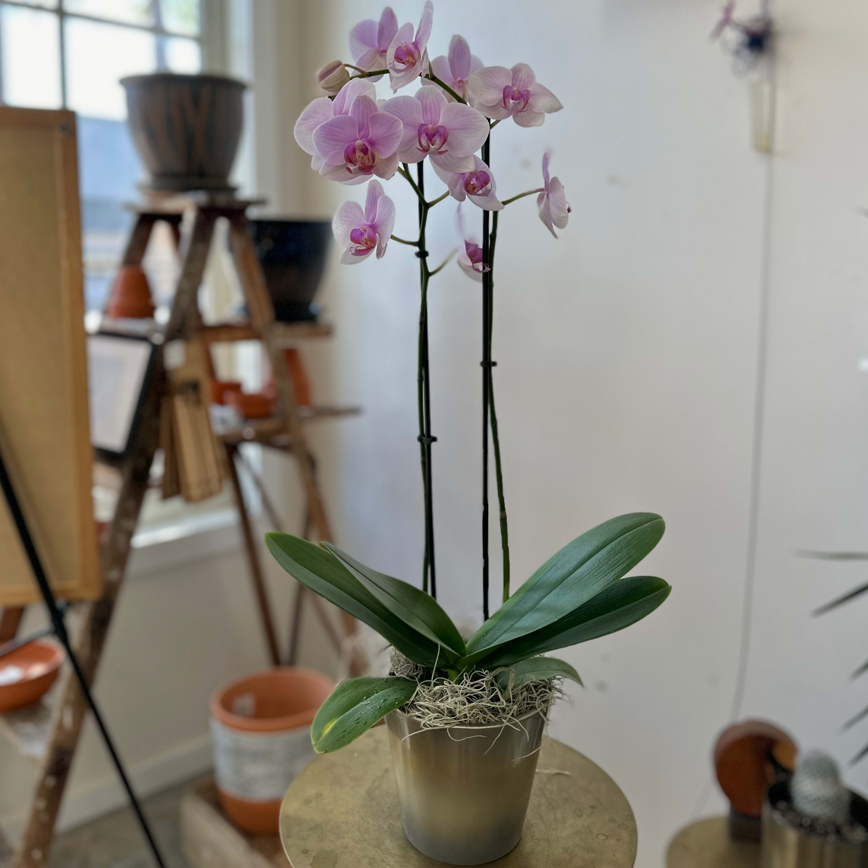 Potted pink orchid with two tall stems in a metallic container
