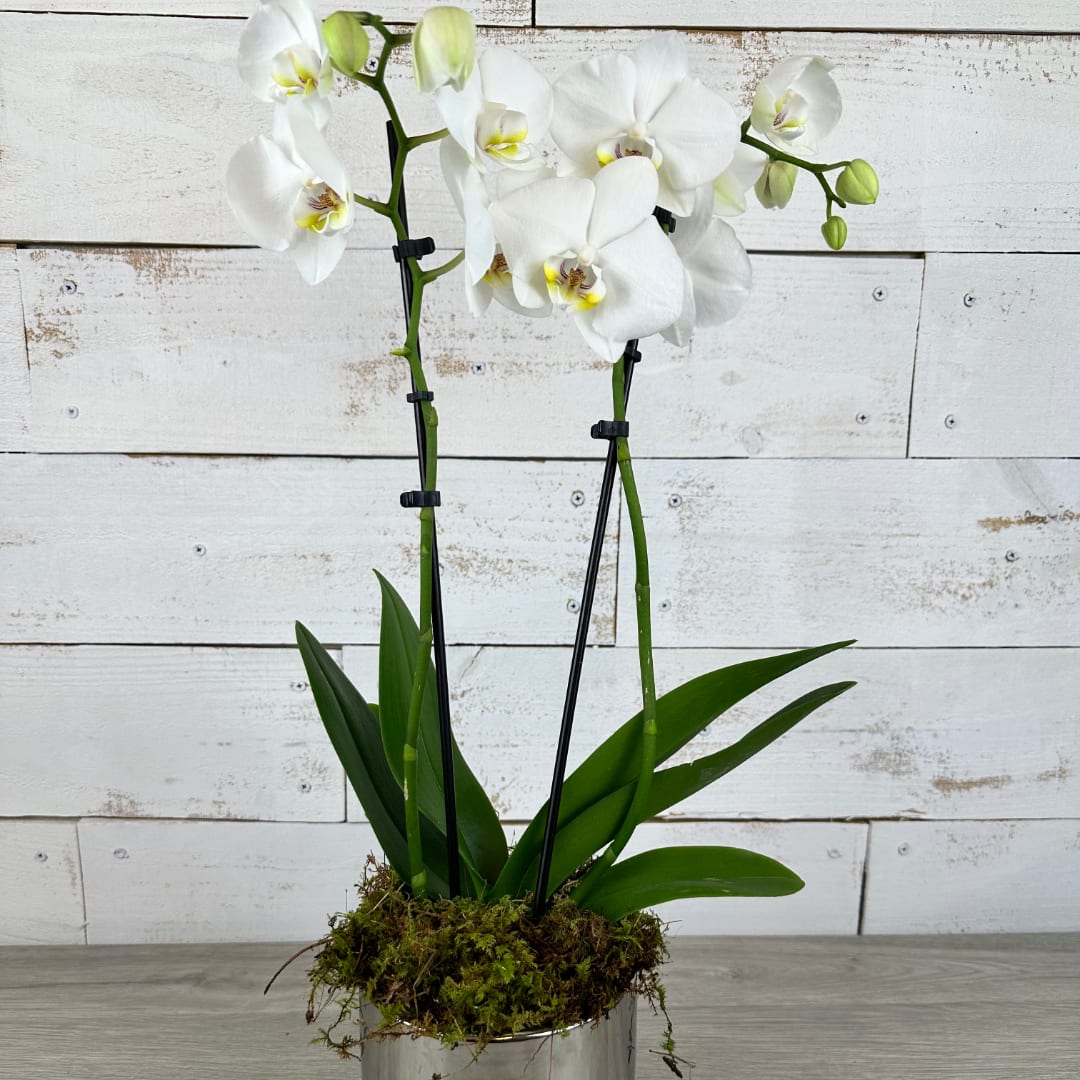 White orchid plant in a silver pot with moss