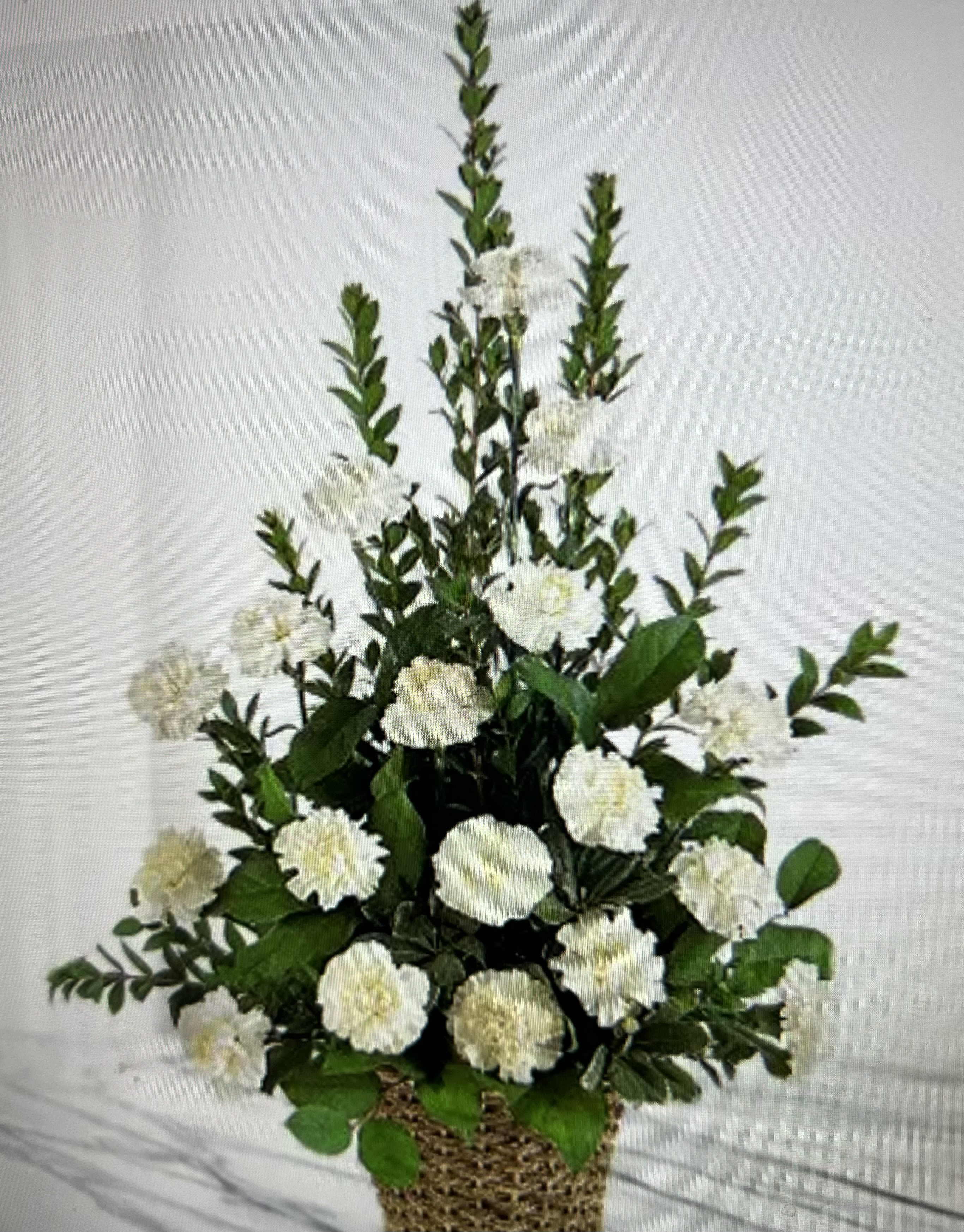 Celebration of Life Basket - A tall, triangular spray of crisp white carnations creates a calm, dignified statement for a sympathy arrangement. This flower arrangement for a celebration of life places the recipient at the center: the clustered white blooms read as respectful and comforting, while the upright branching stems add an air of steady presence.  Glossy green foliage and structured, layered stems rise from a woven basket, giving the piece a natural, textured base that suits a chapel table, home mantel, or bedside display. The compact, dense design keeps focus on the pure white carnations and the serene silhouette; colors are white, green, and neutral basket tones for a clean, formal look.  Thoughtful for funeral service displays, or everyday remembrance, this arrangement arrives ready to place.  Its sturdy construction and classic palette make it easy for the people present to know you're honoring the person with comforted.
